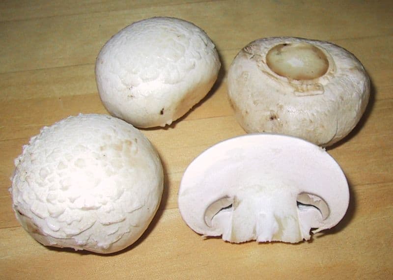 button mushroom