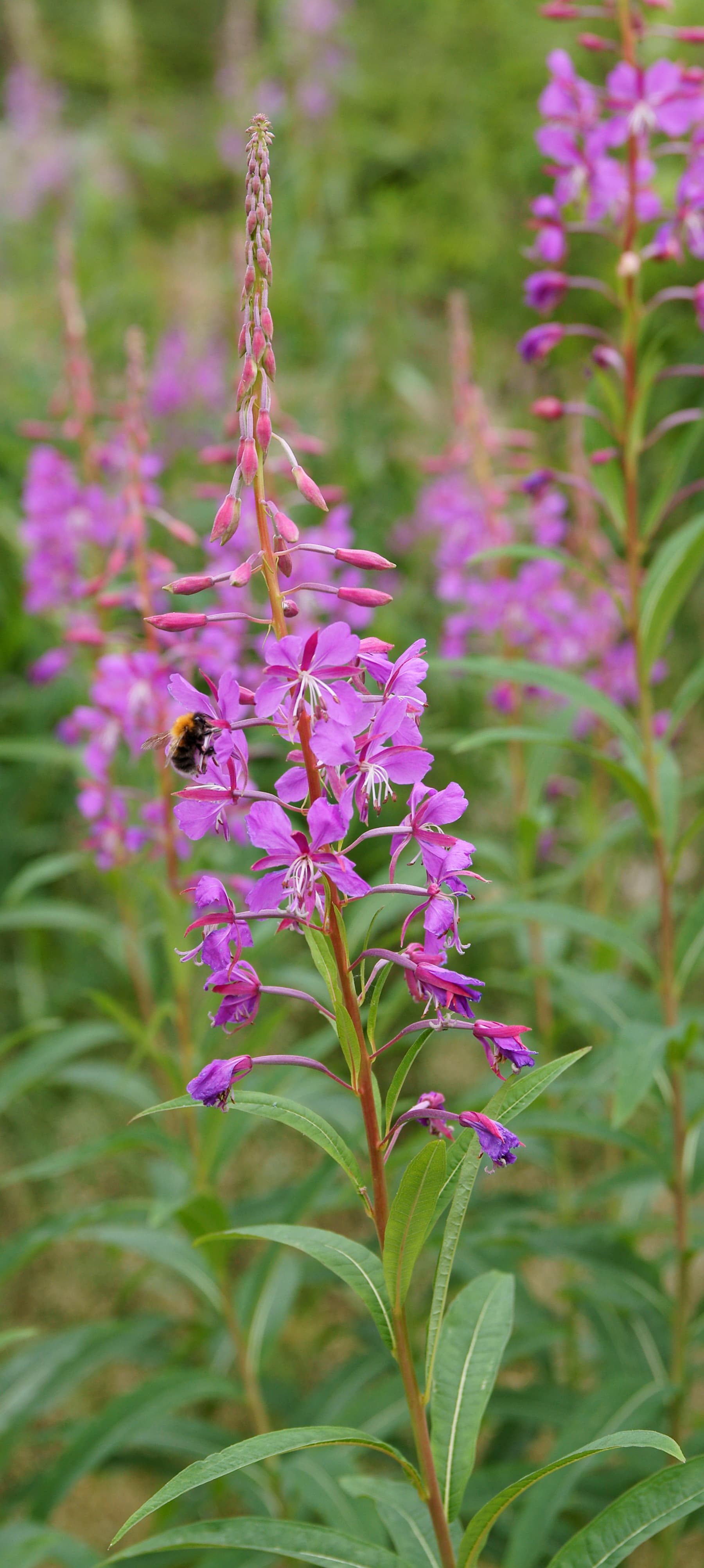 Fireweed, native, young leaves, raw