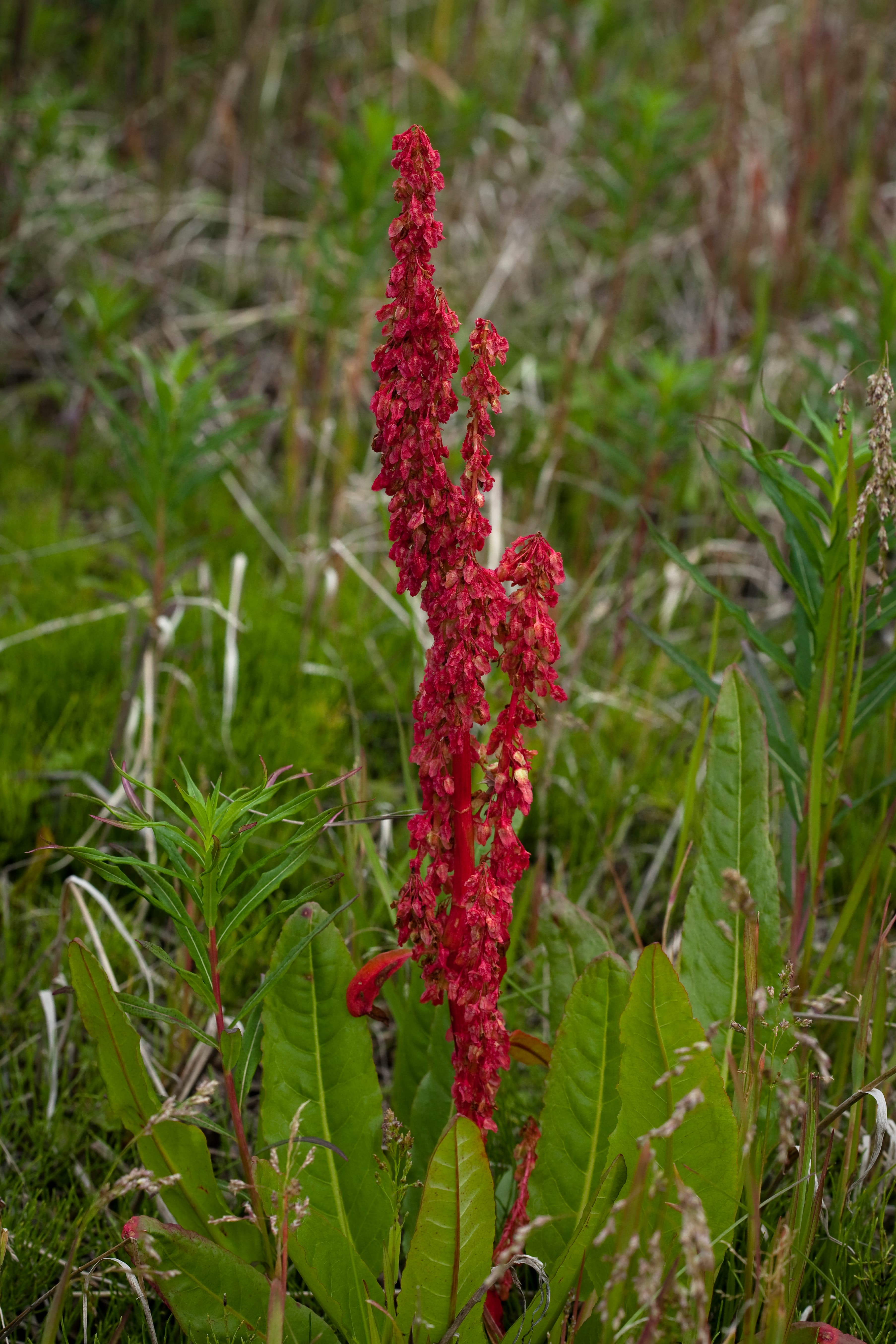 Sourdock, young leaves (Alaska Native)