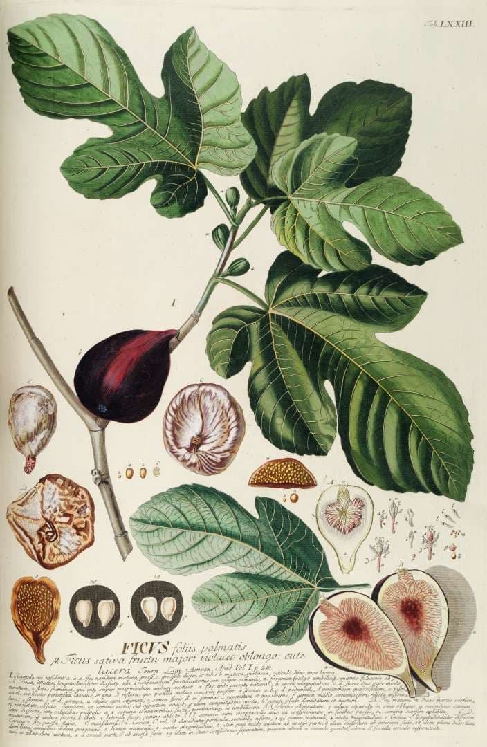 Fresh Figs