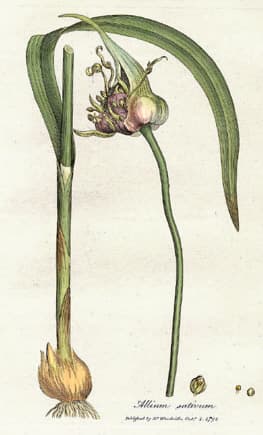 Garlic Scapes