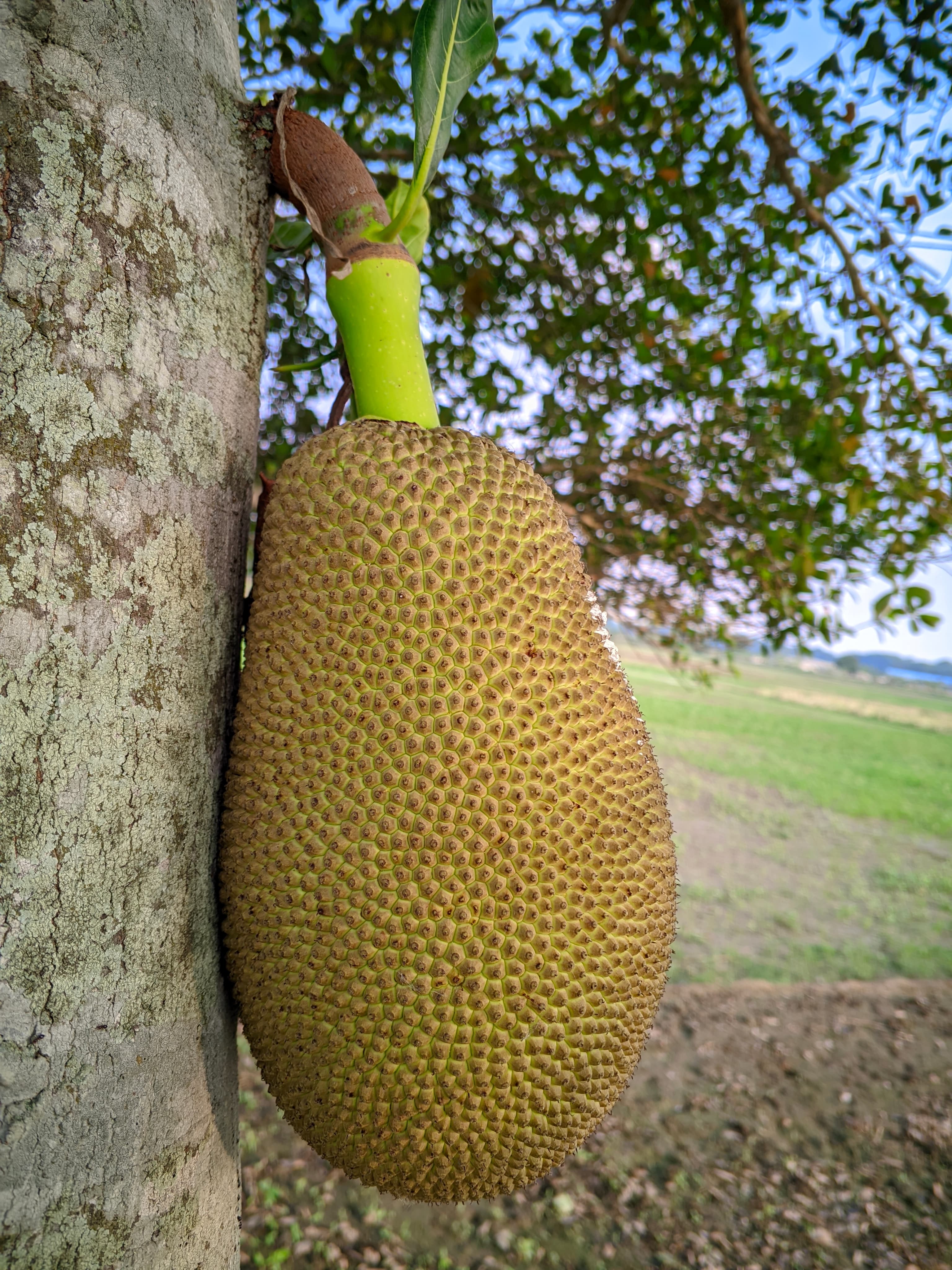 Jackfruit, raw