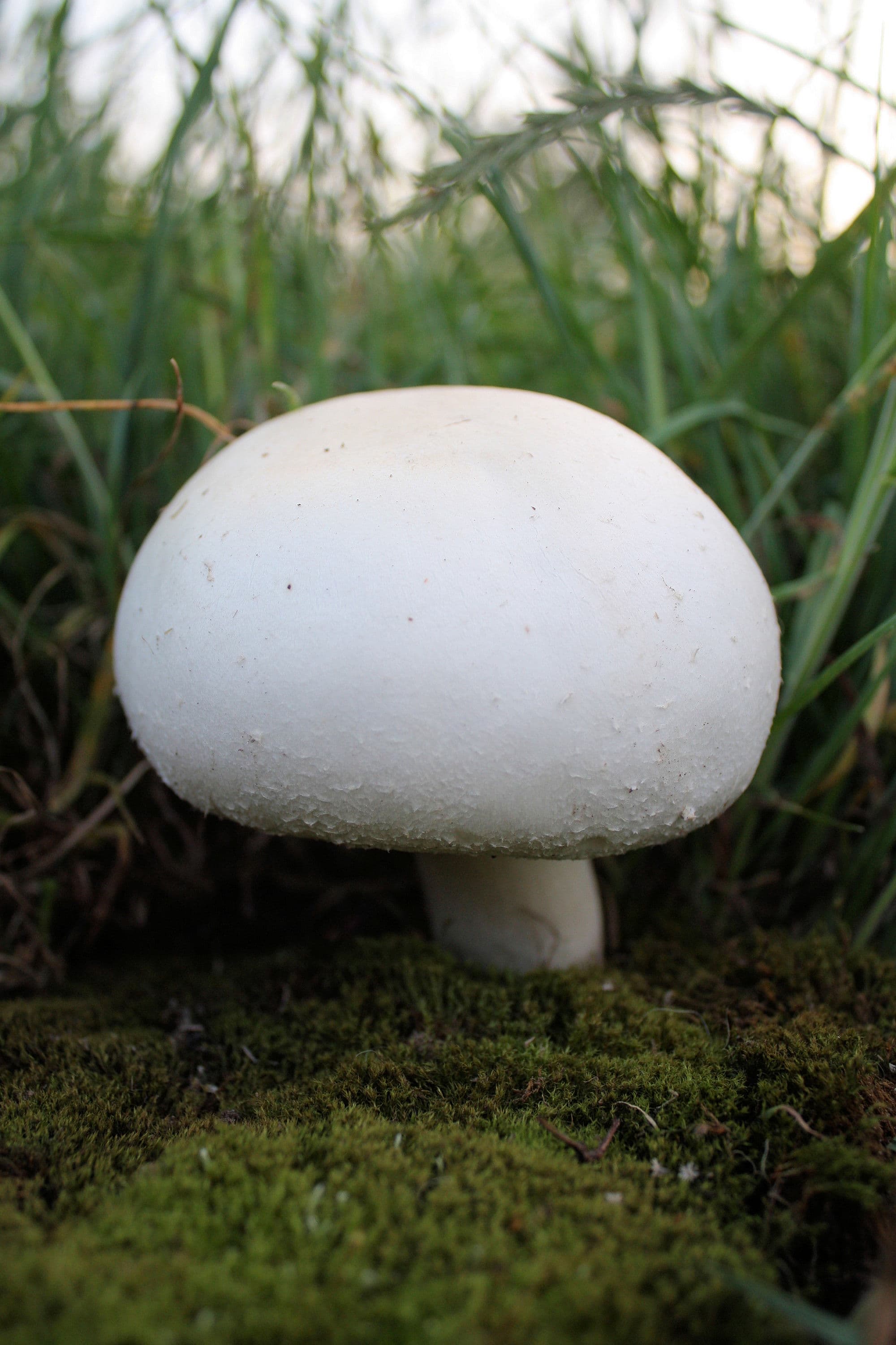Agaricus arvensis