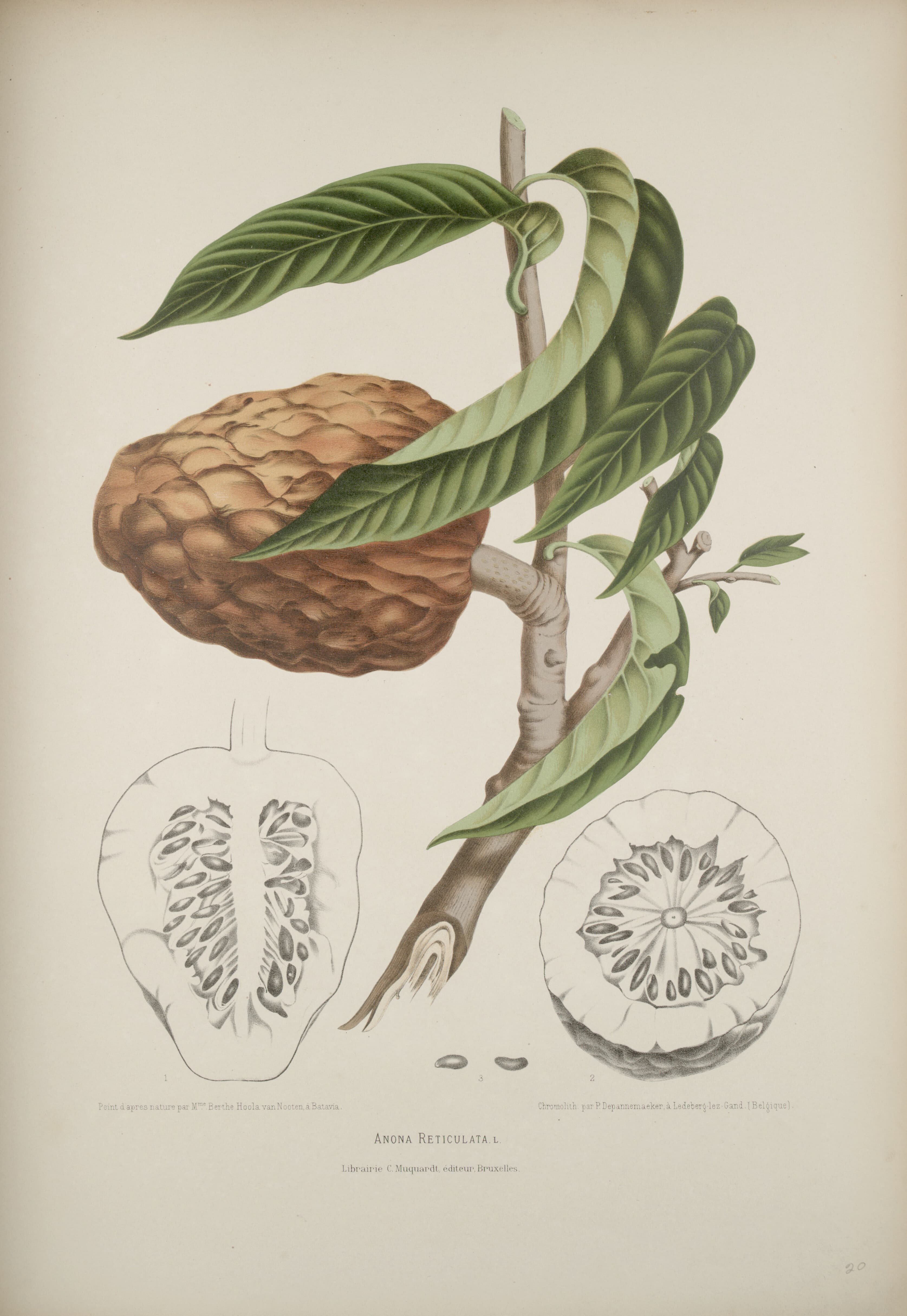 Custard-apple, (bullock's-heart), raw