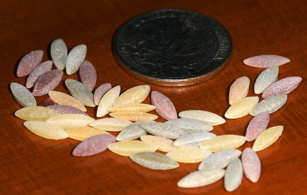 orzo