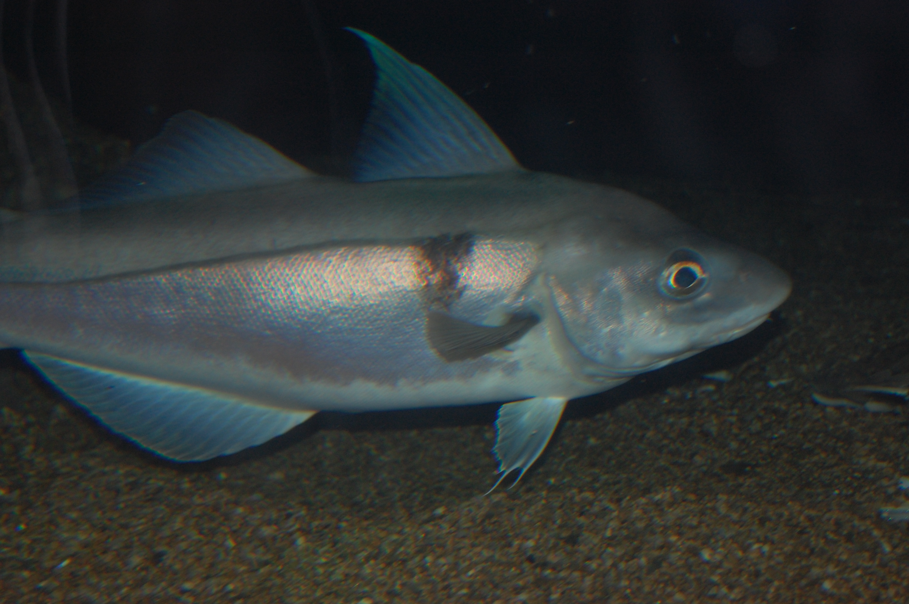 haddock