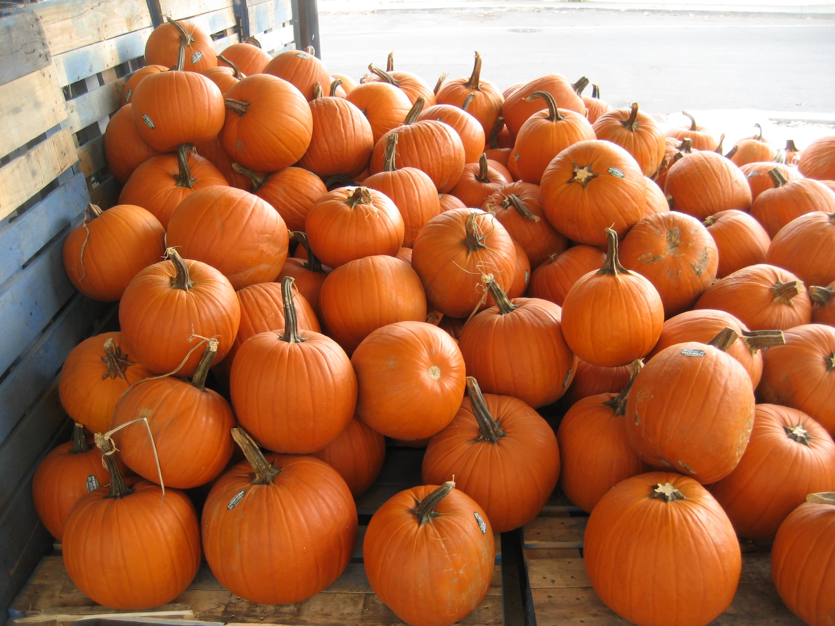 Pumpkin, cooked, boiled, drained, without salt