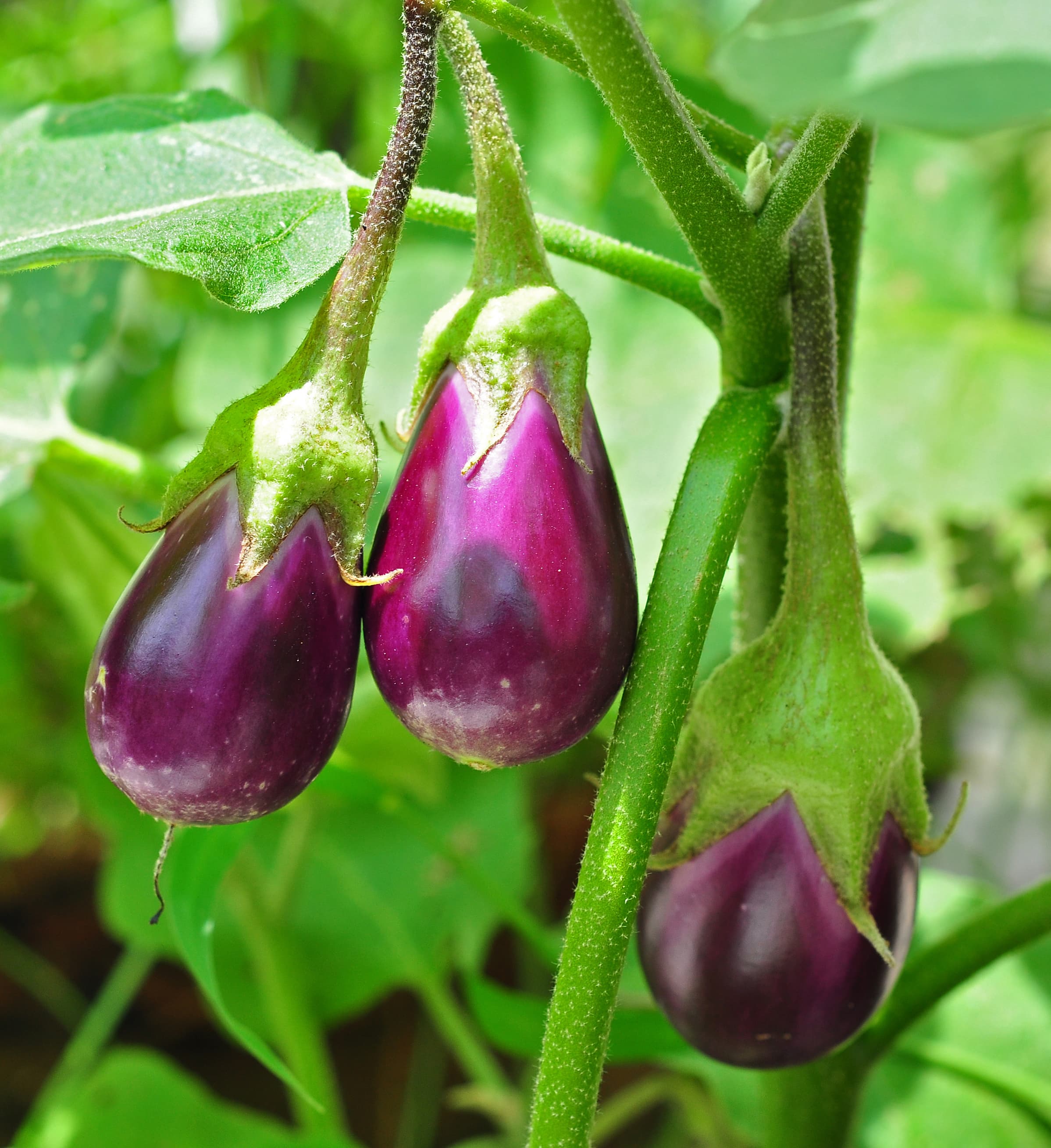 Eggplant, raw