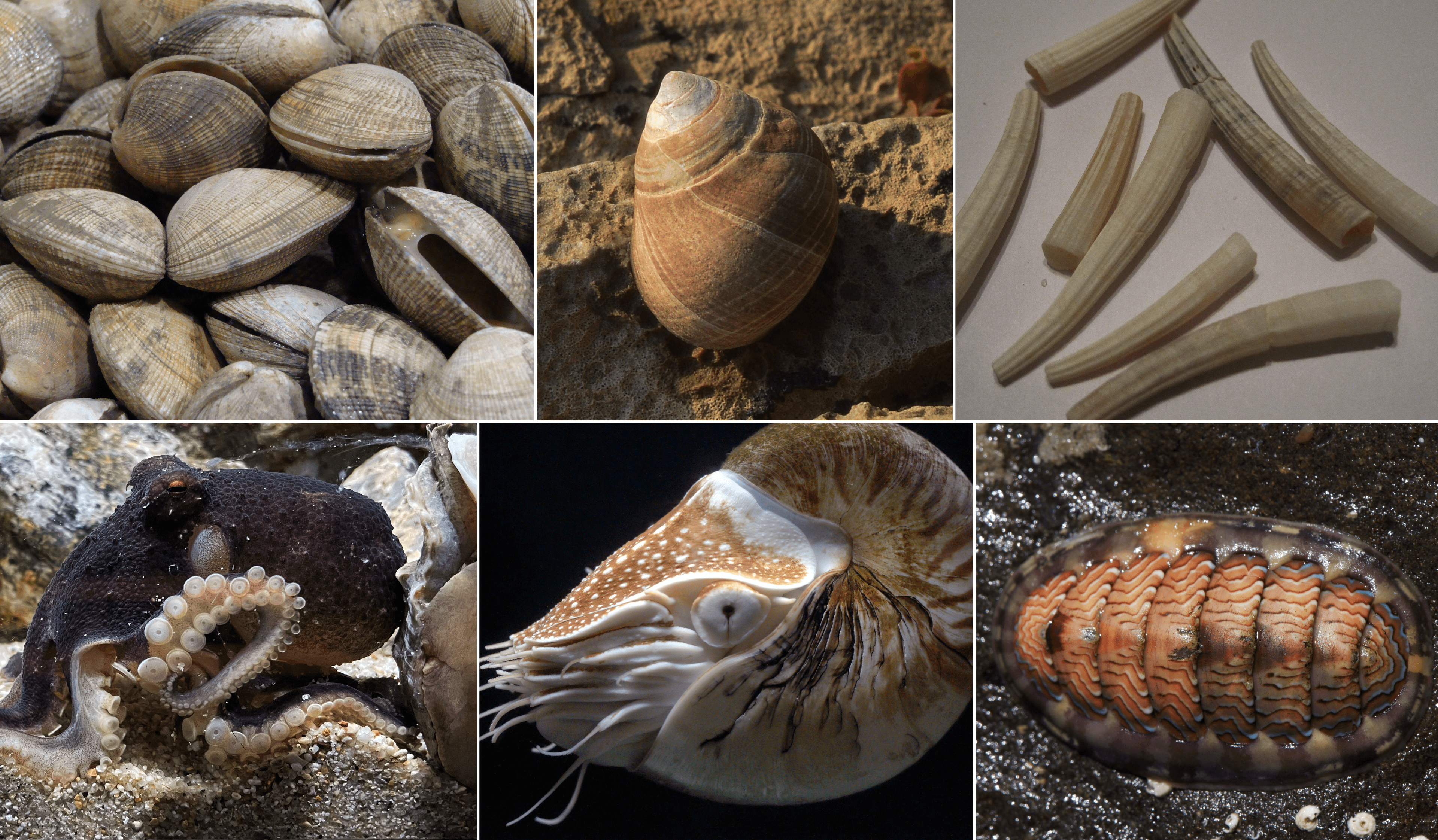 Mollusks, squid, mixed species, cooked, fried