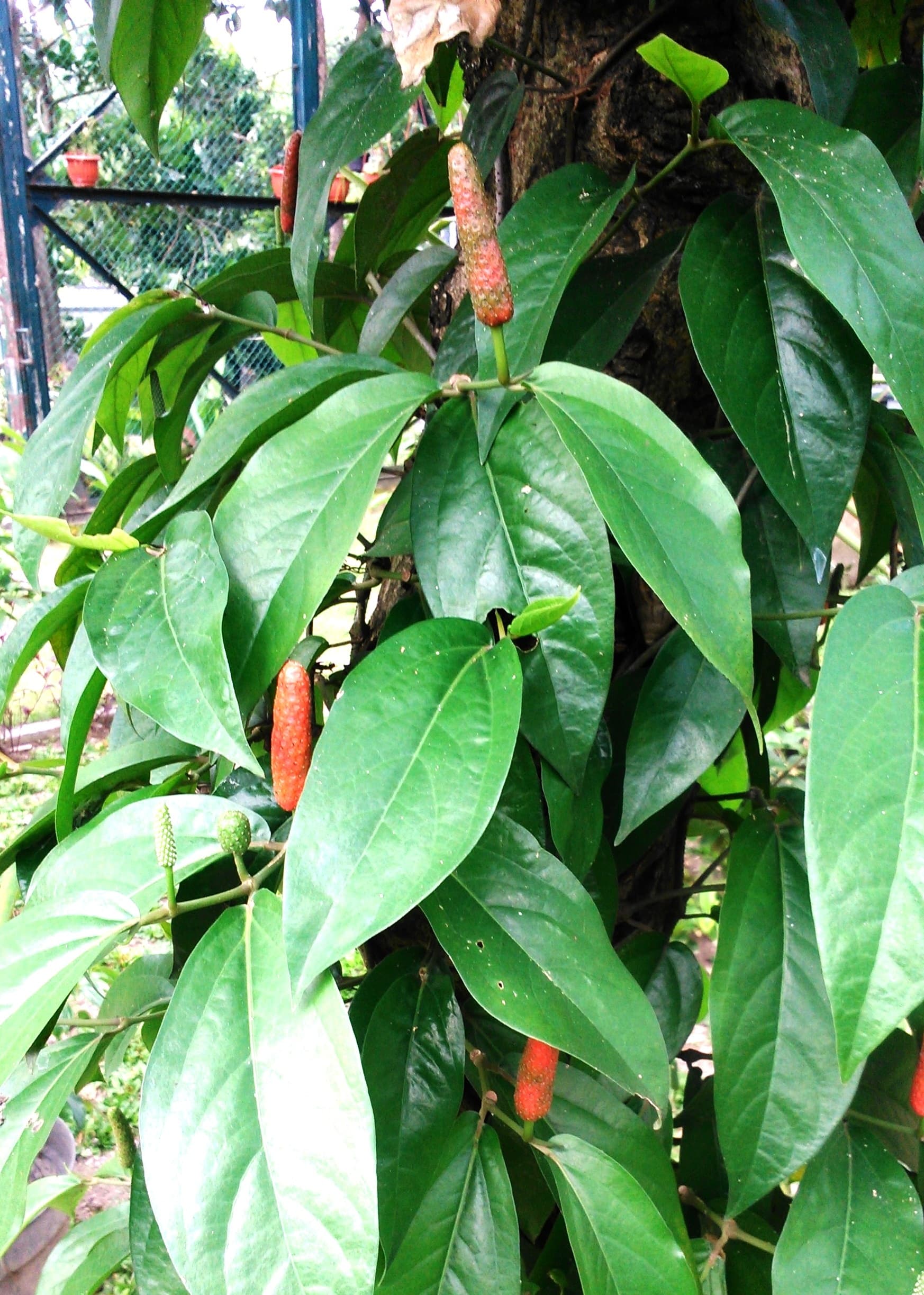 Javanese long pepper