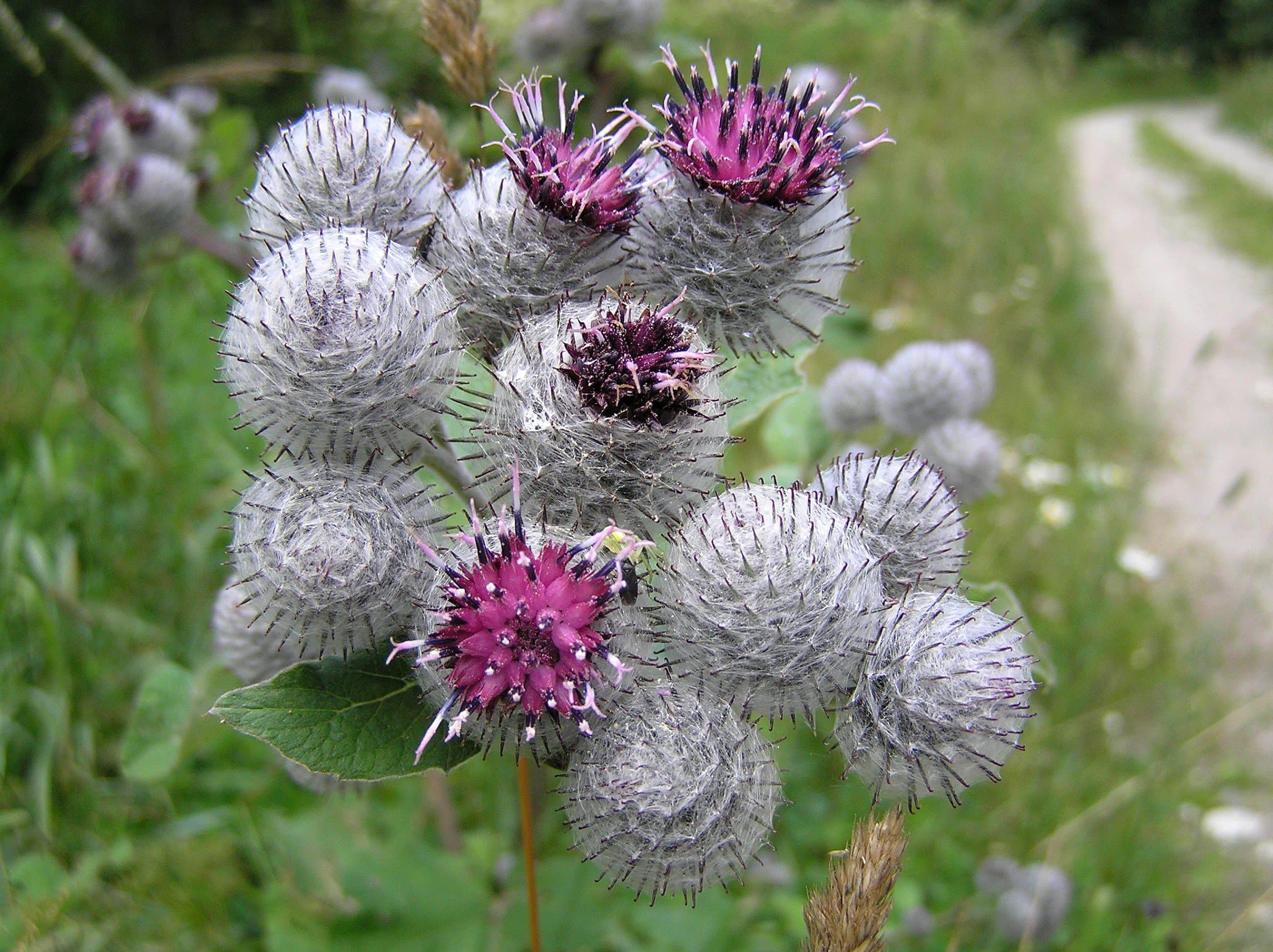 burdock root
