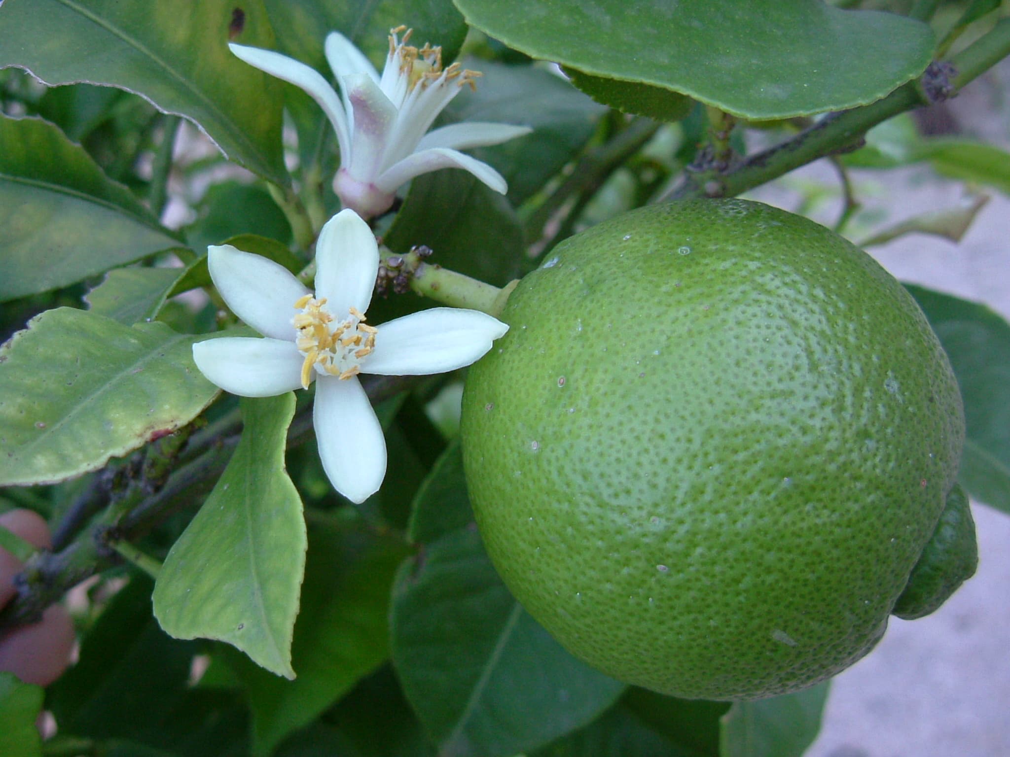 Lime juice, raw