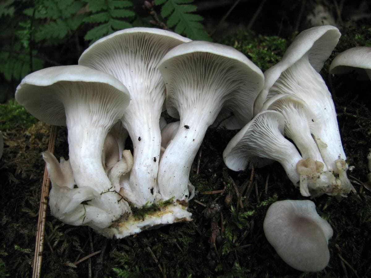 Pleurotus cornucopiae