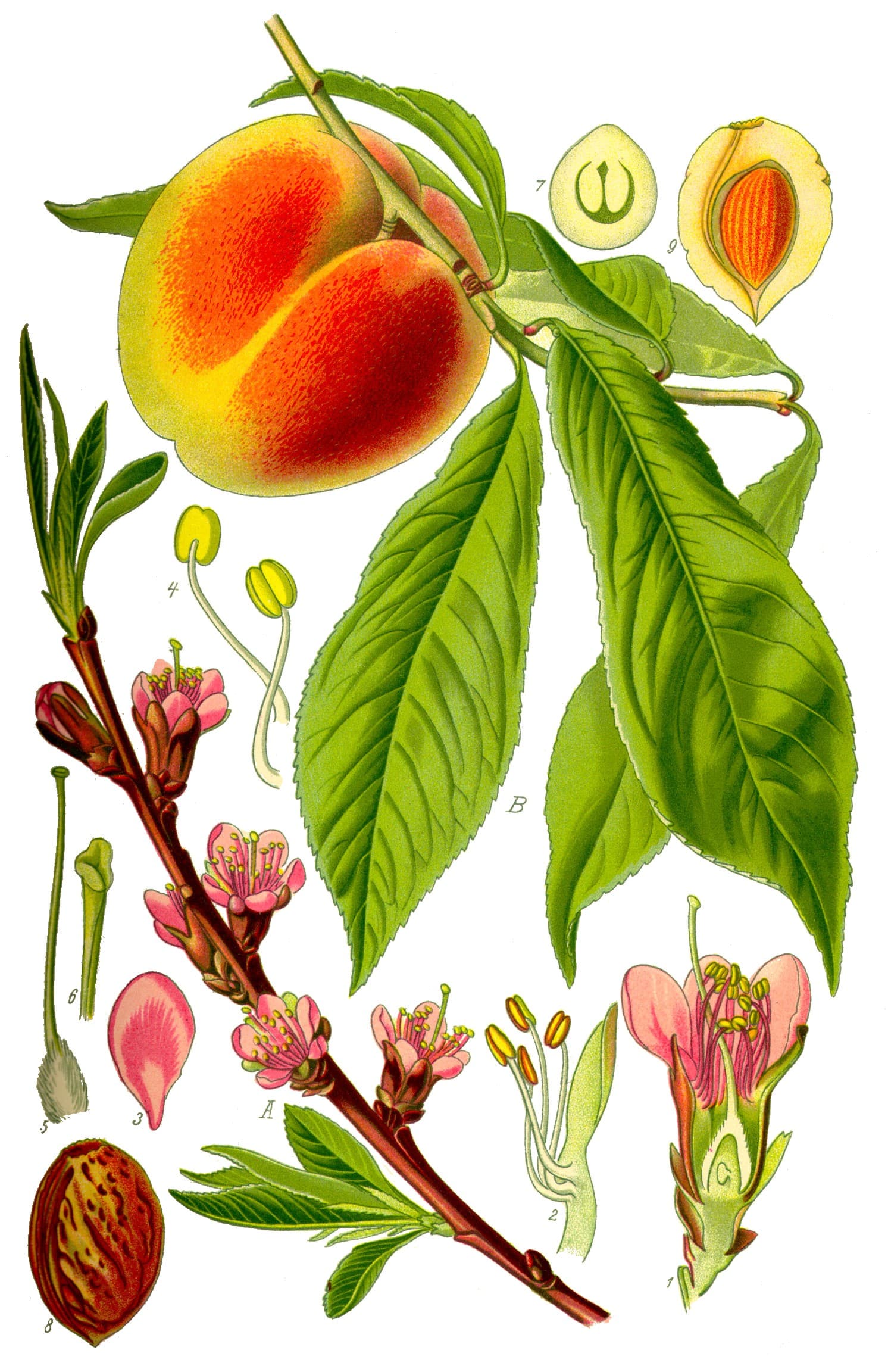 Nectarine, raw