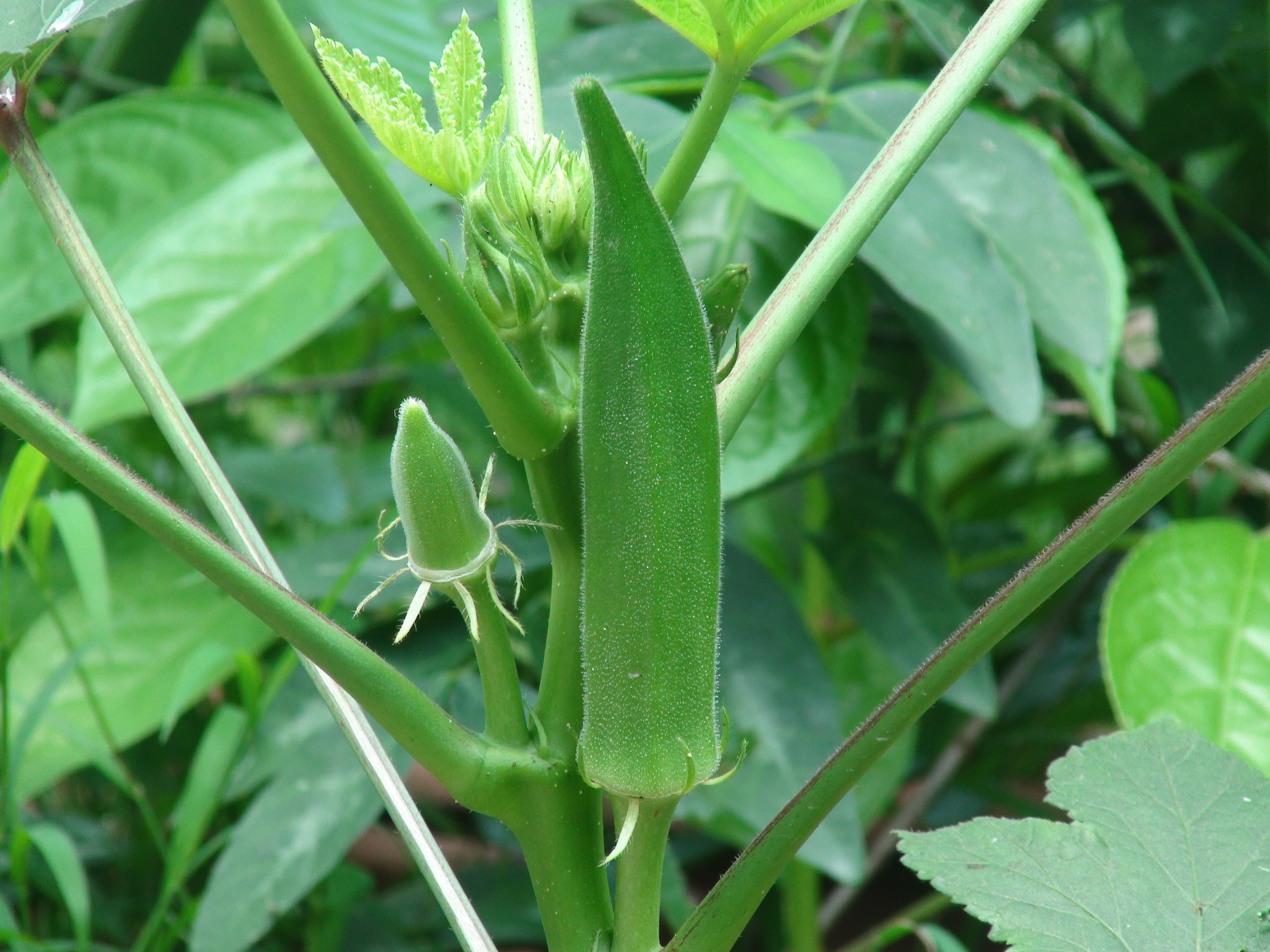 Okra, cooked, boiled, drained, with salt
