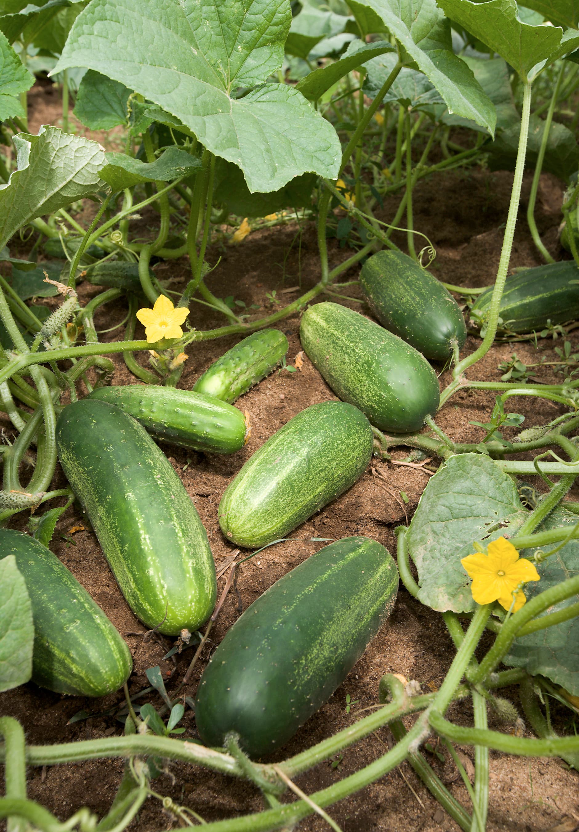 cucumber