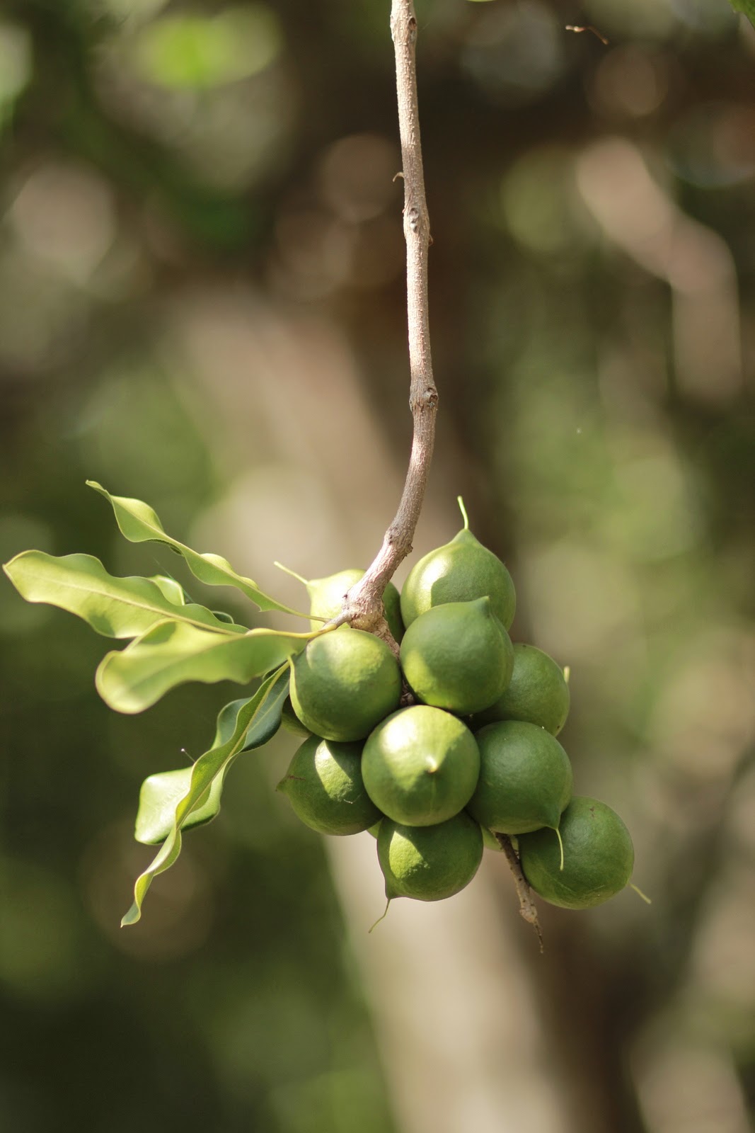 Macadamia nut, grilled, salted