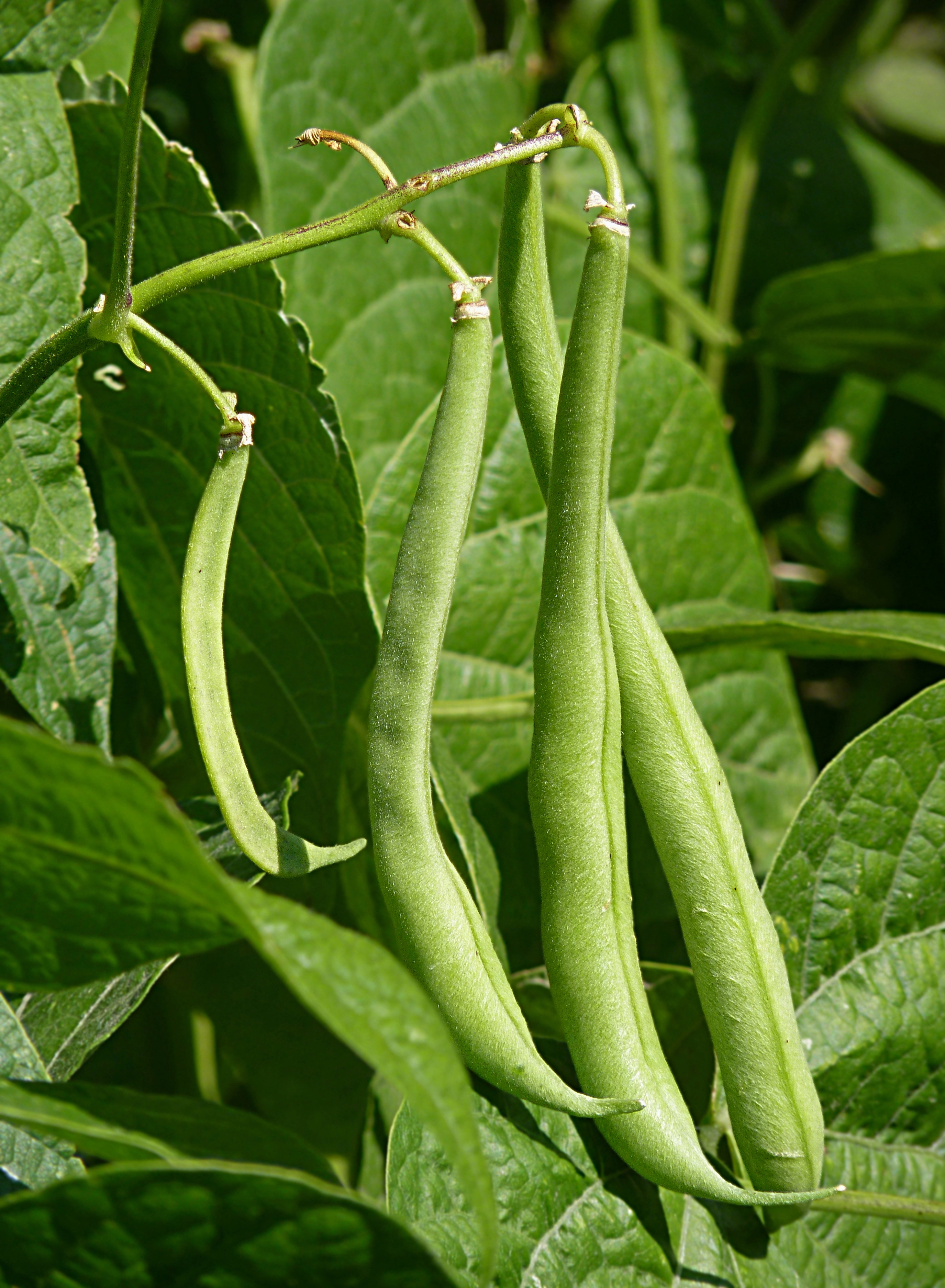Beans, pinto, mature seeds, canned, drained solids, rinsed in tap water