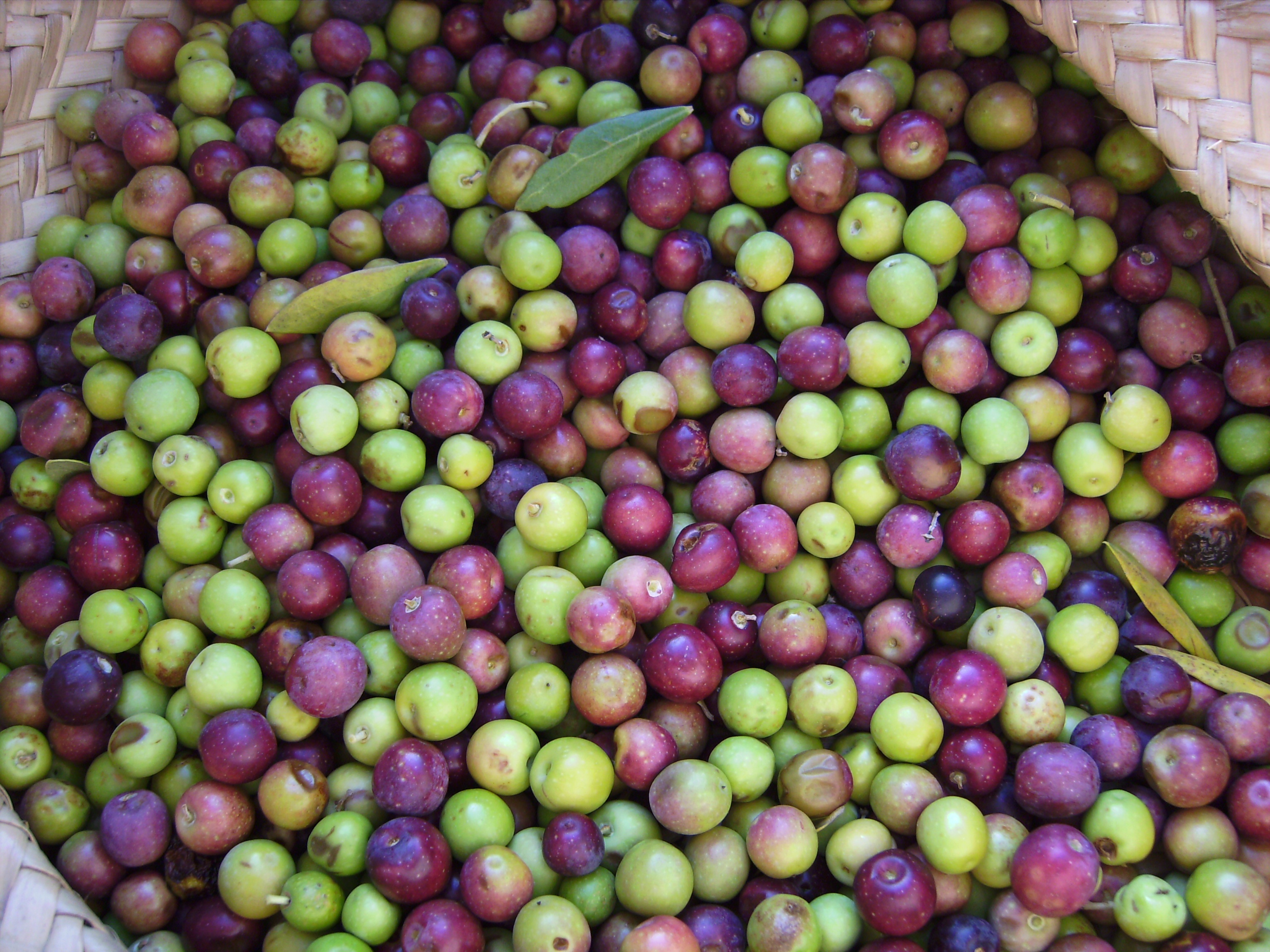 Arbequina