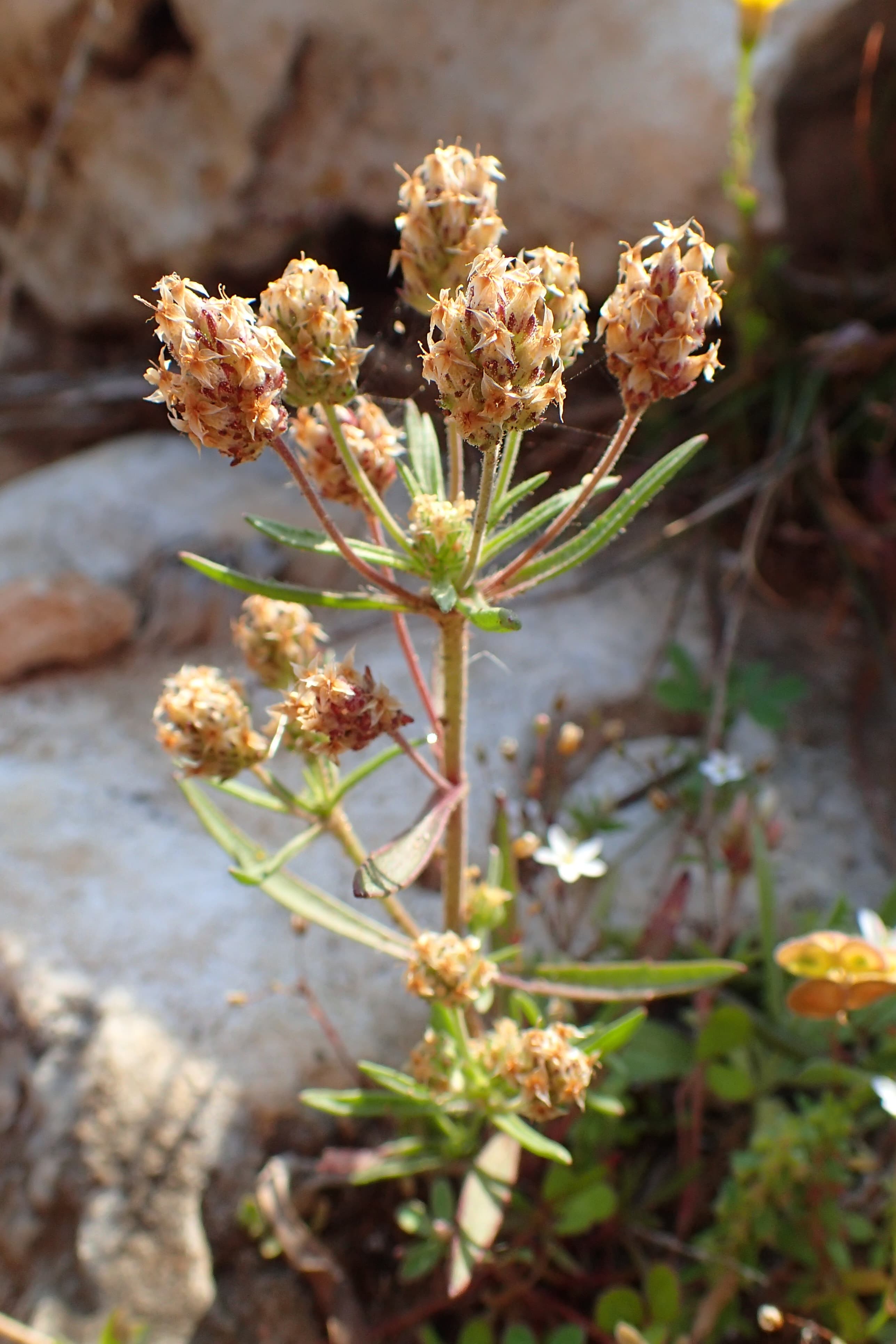 Psyllium seed