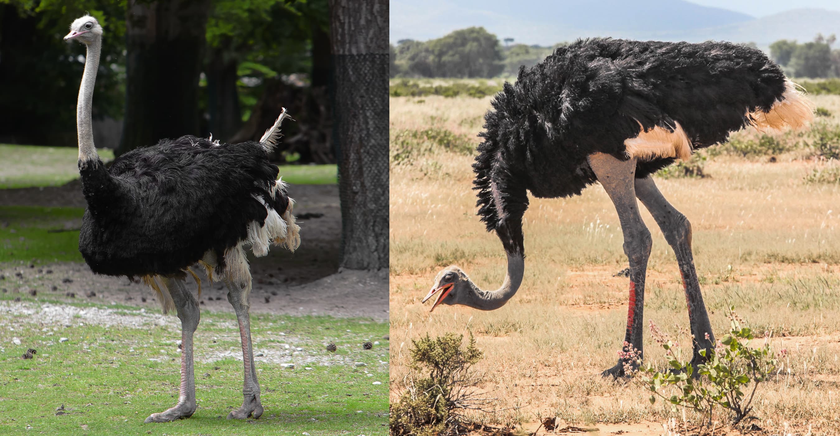 Ostrich, round, raw