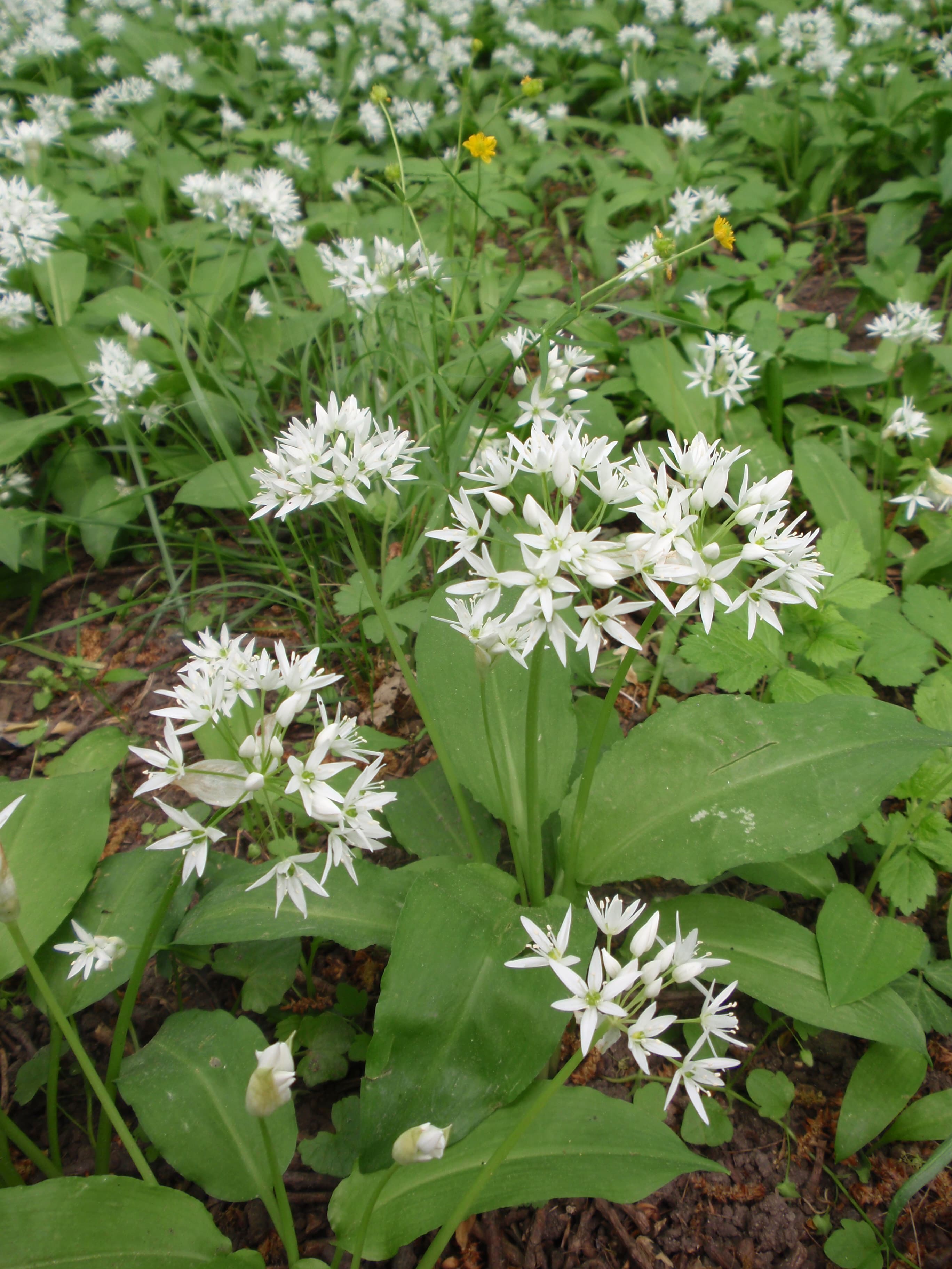 Allium