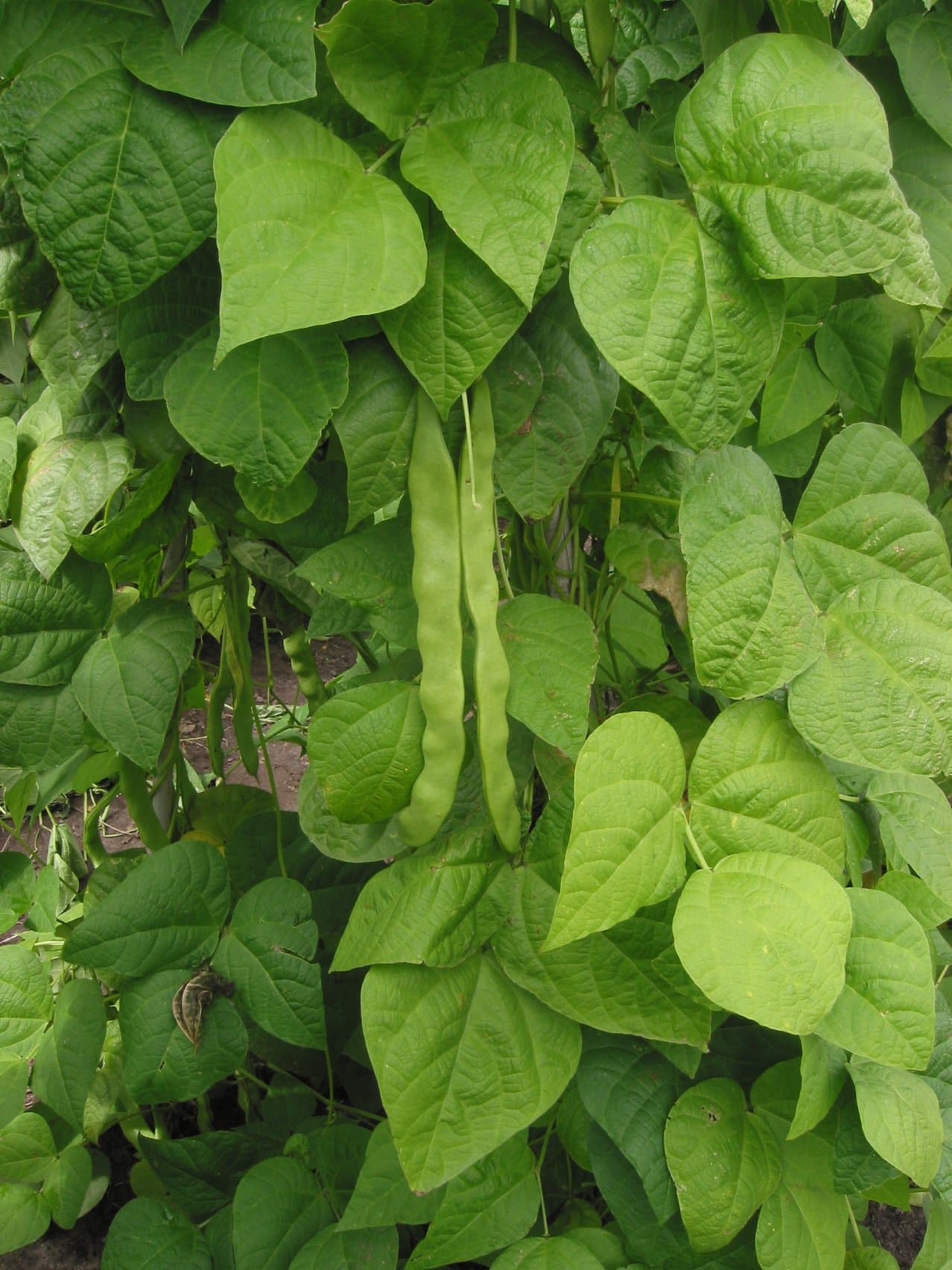 common bean