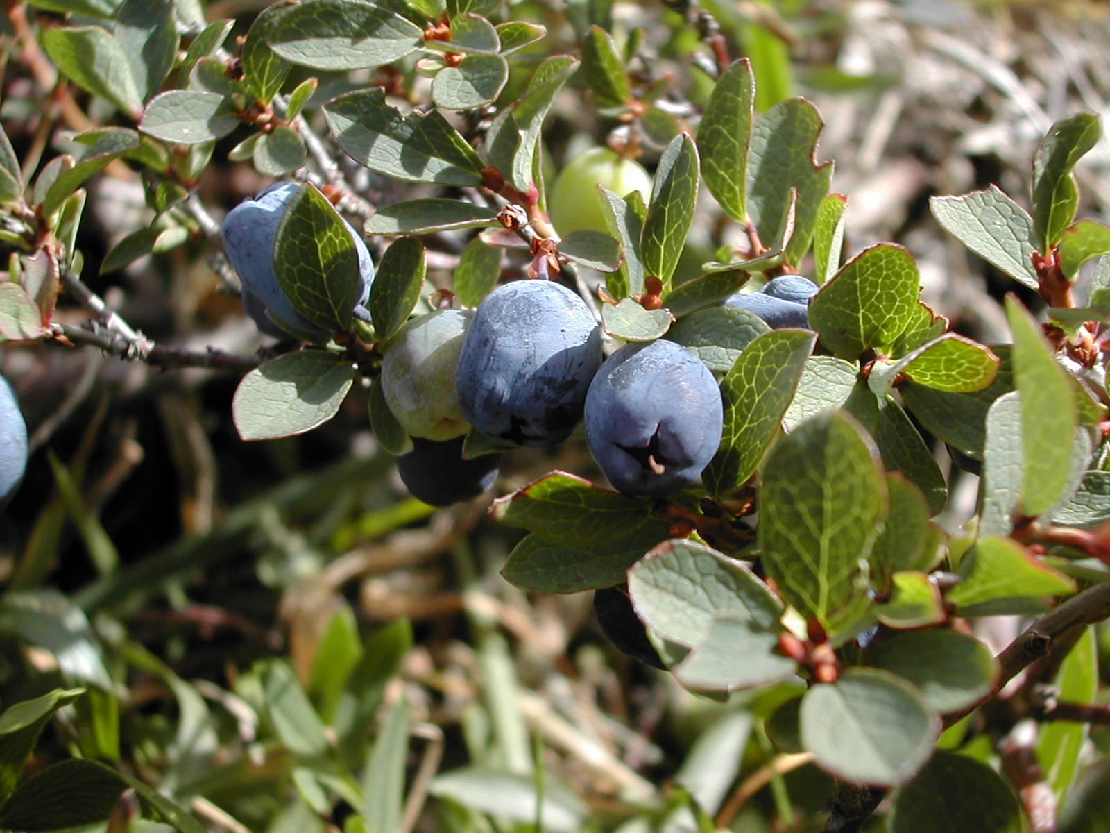 bog bilberry