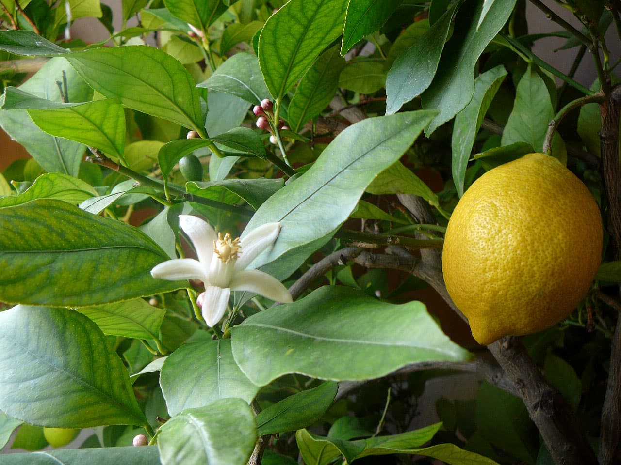 lemon oil