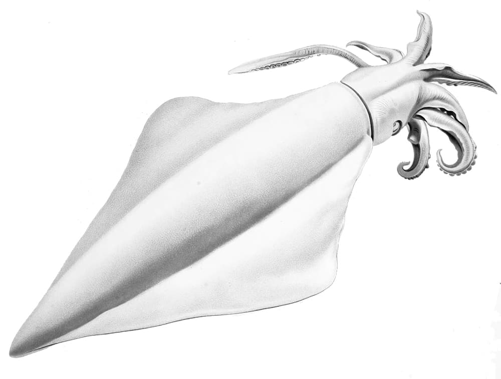 Thysanoteuthis rhombus