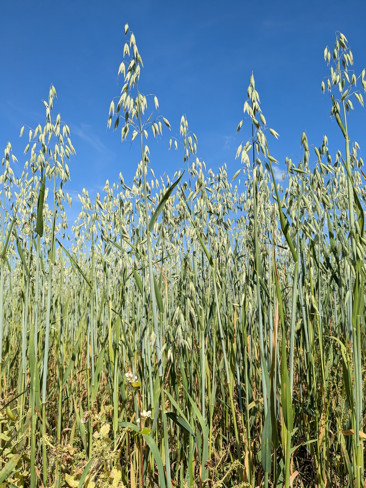 oat flour