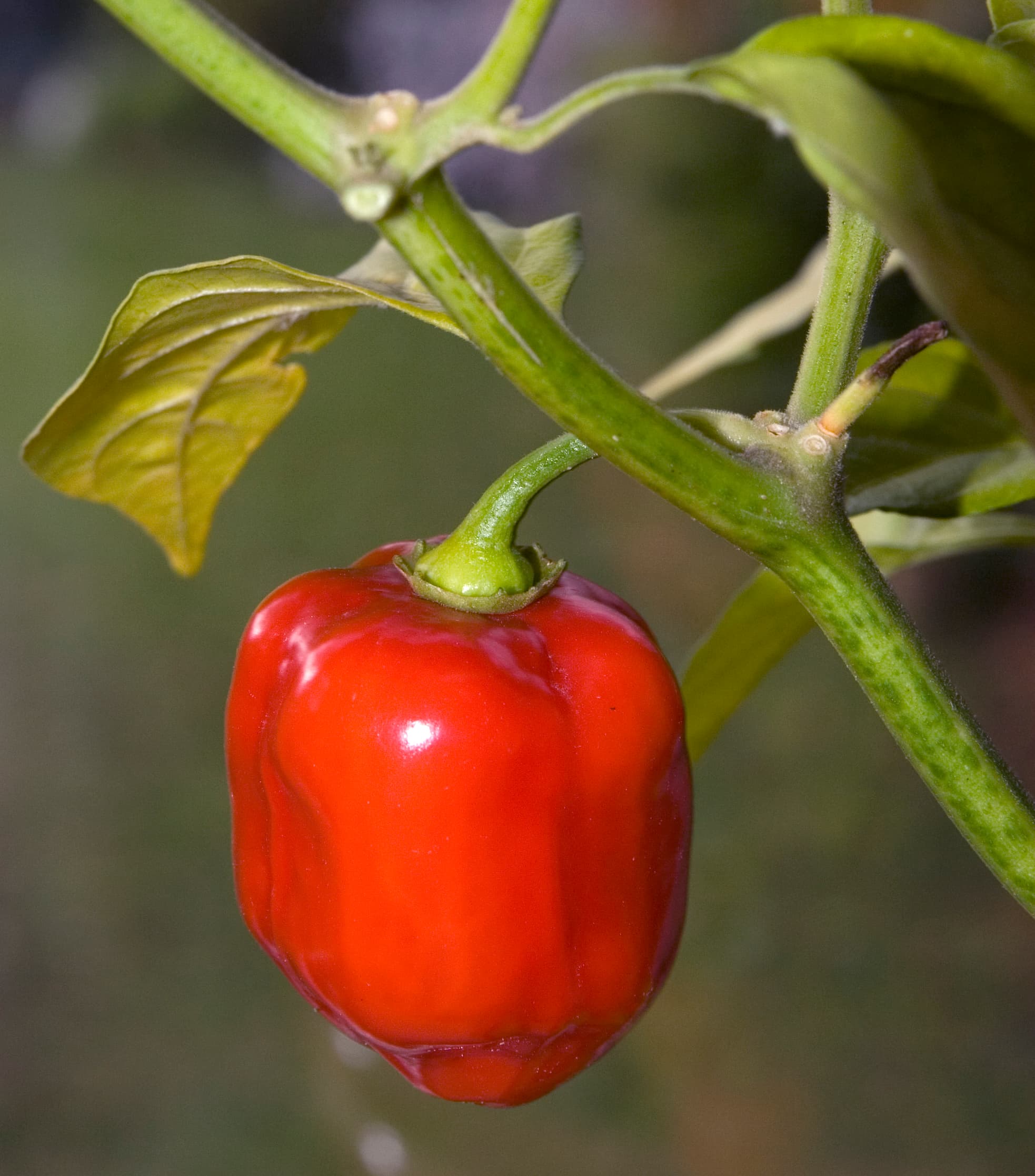 Red Savina