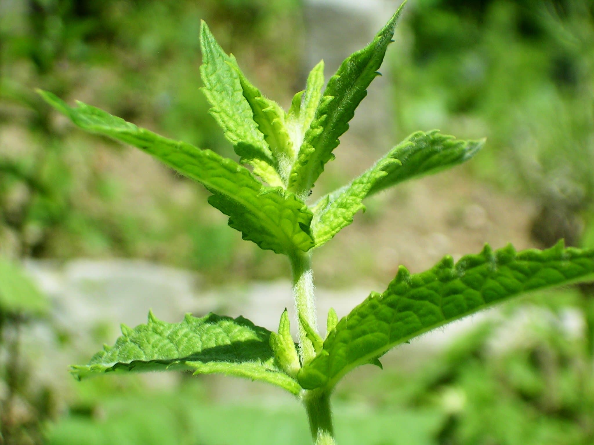 Spearmint, fresh
