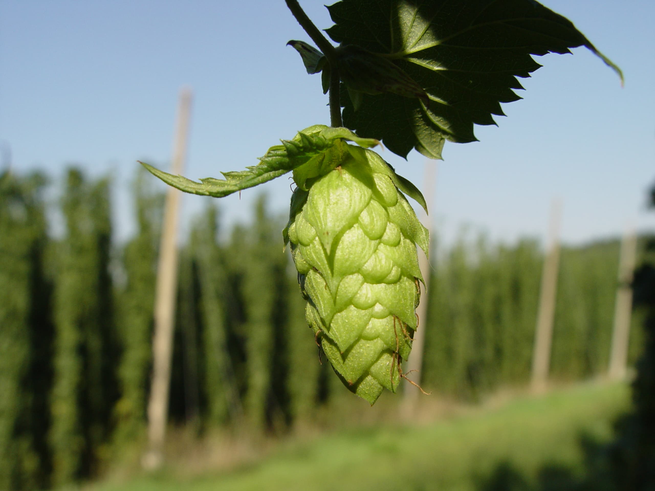 hops