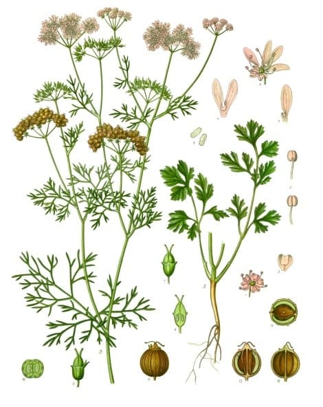 coriander seed
