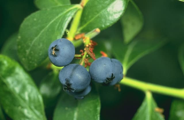 blueberry