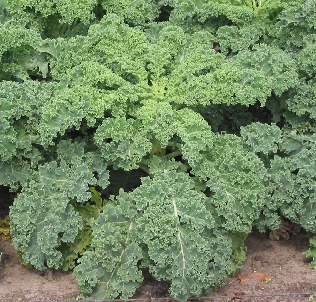 Kale, frozen, cooked, boiled, drained, without salt
