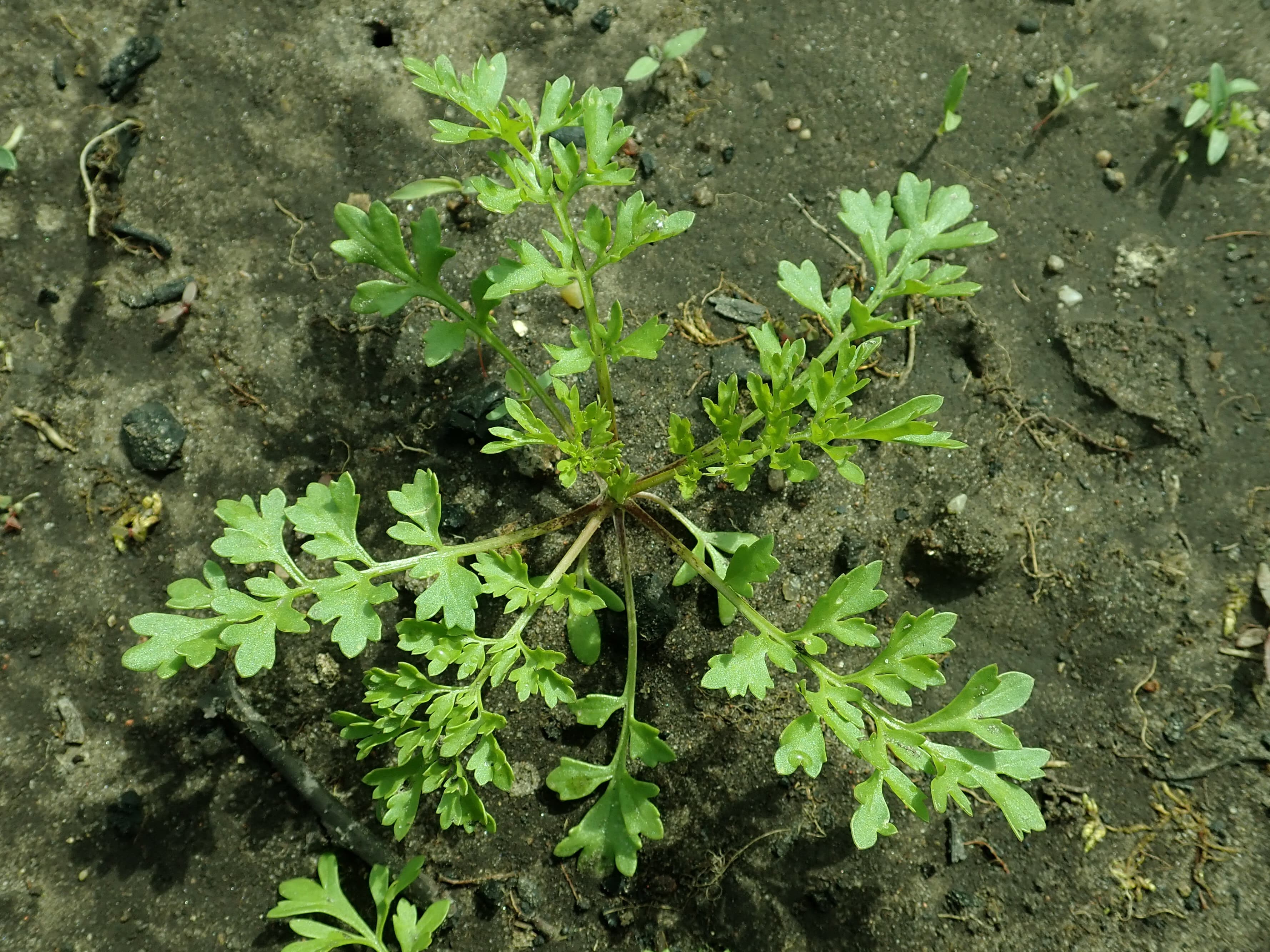 garden cress leaf