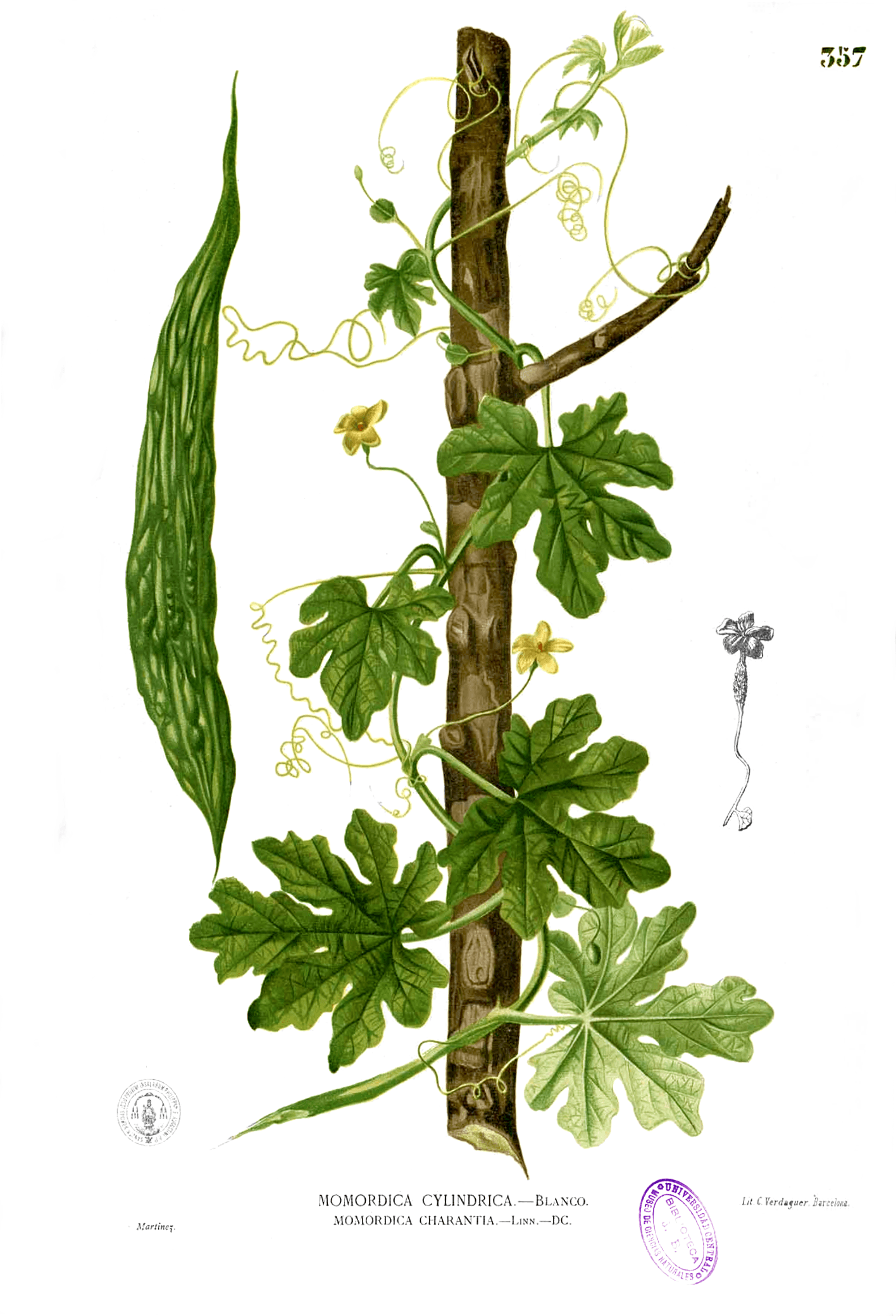 Balsam-pear (bitter gourd), pods, raw
