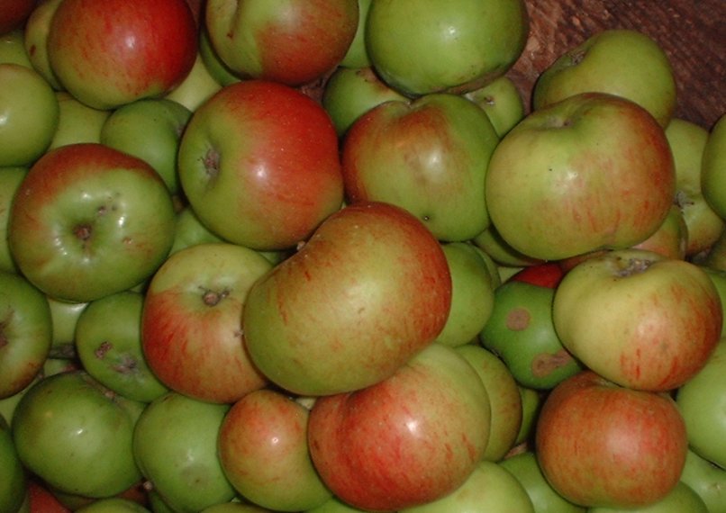 cooking apple