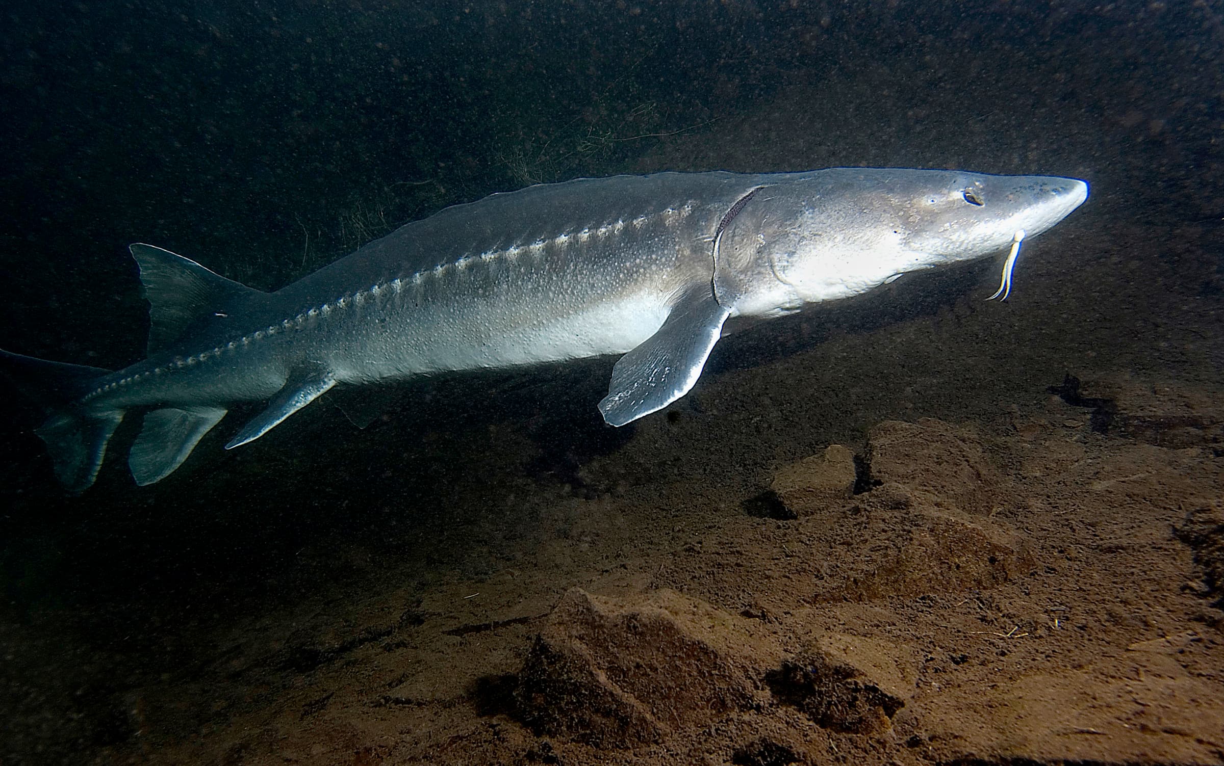 white sturgeon