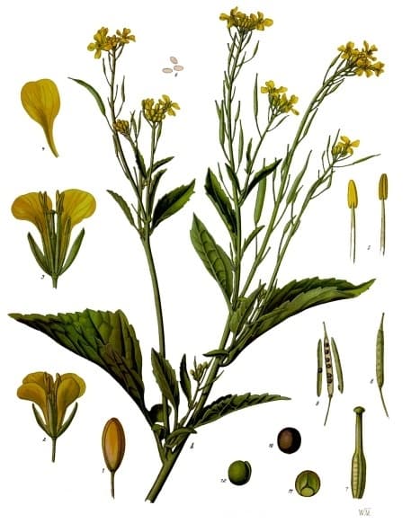 mustard greens