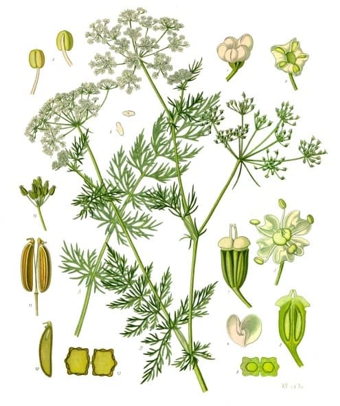 caraway oil