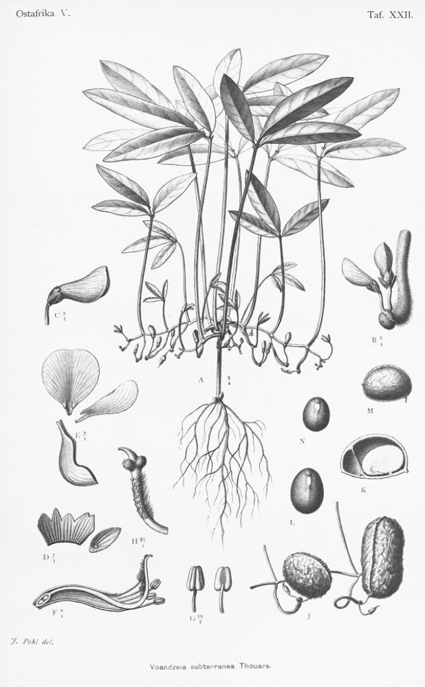 Bambara groundnut
