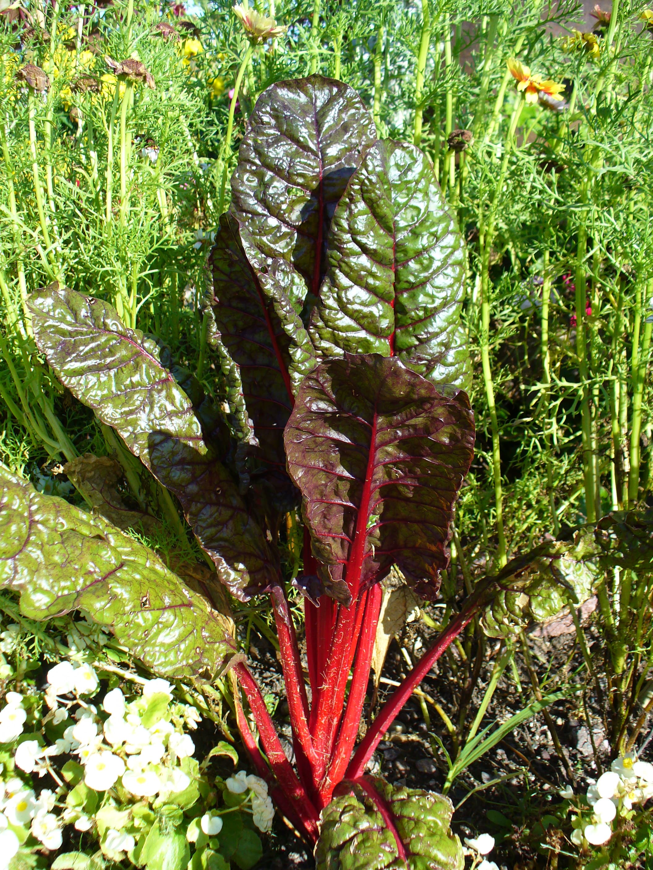 Chard, swiss, cooked, boiled, drained, with salt
