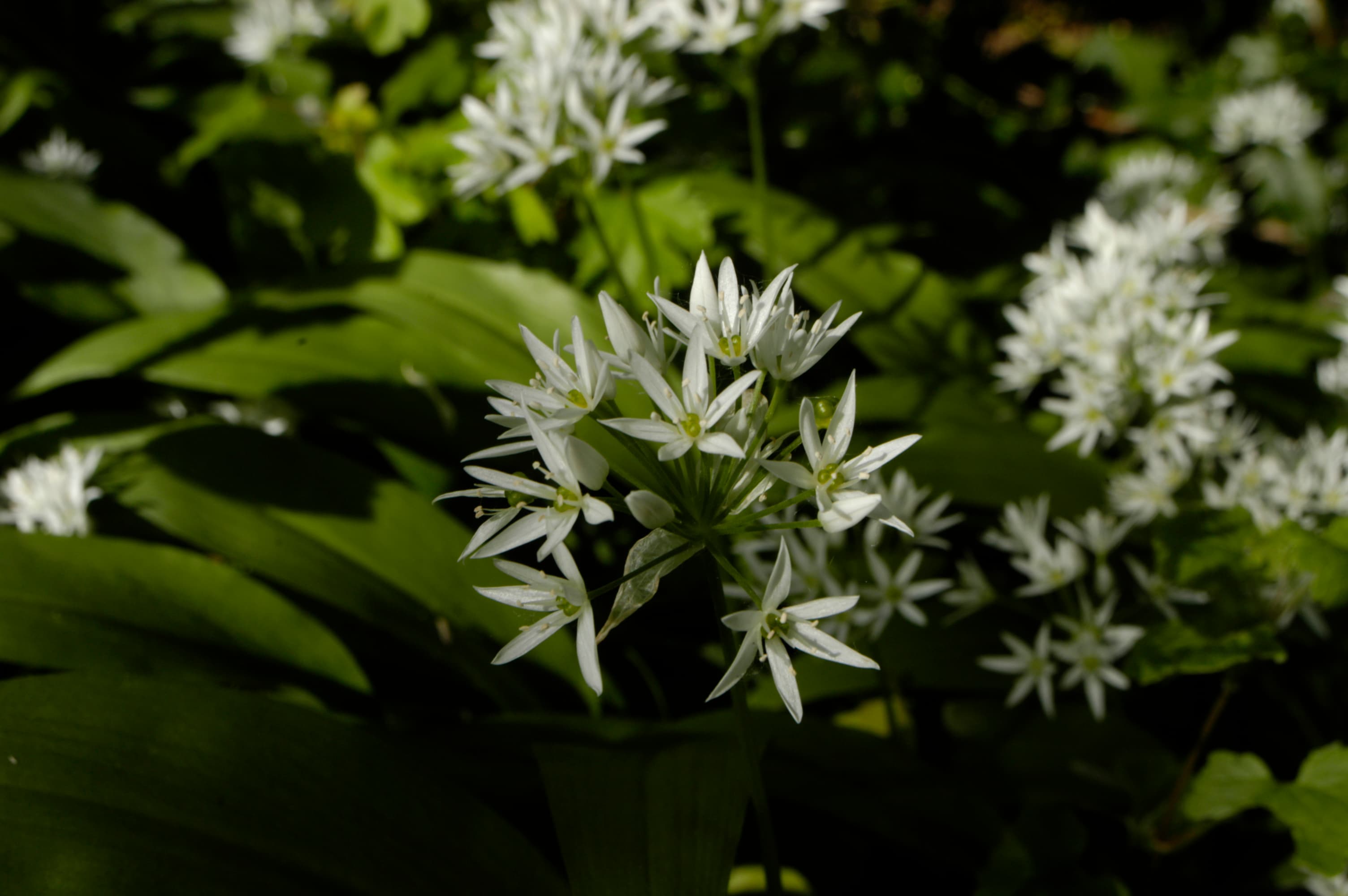 Allium ursinum