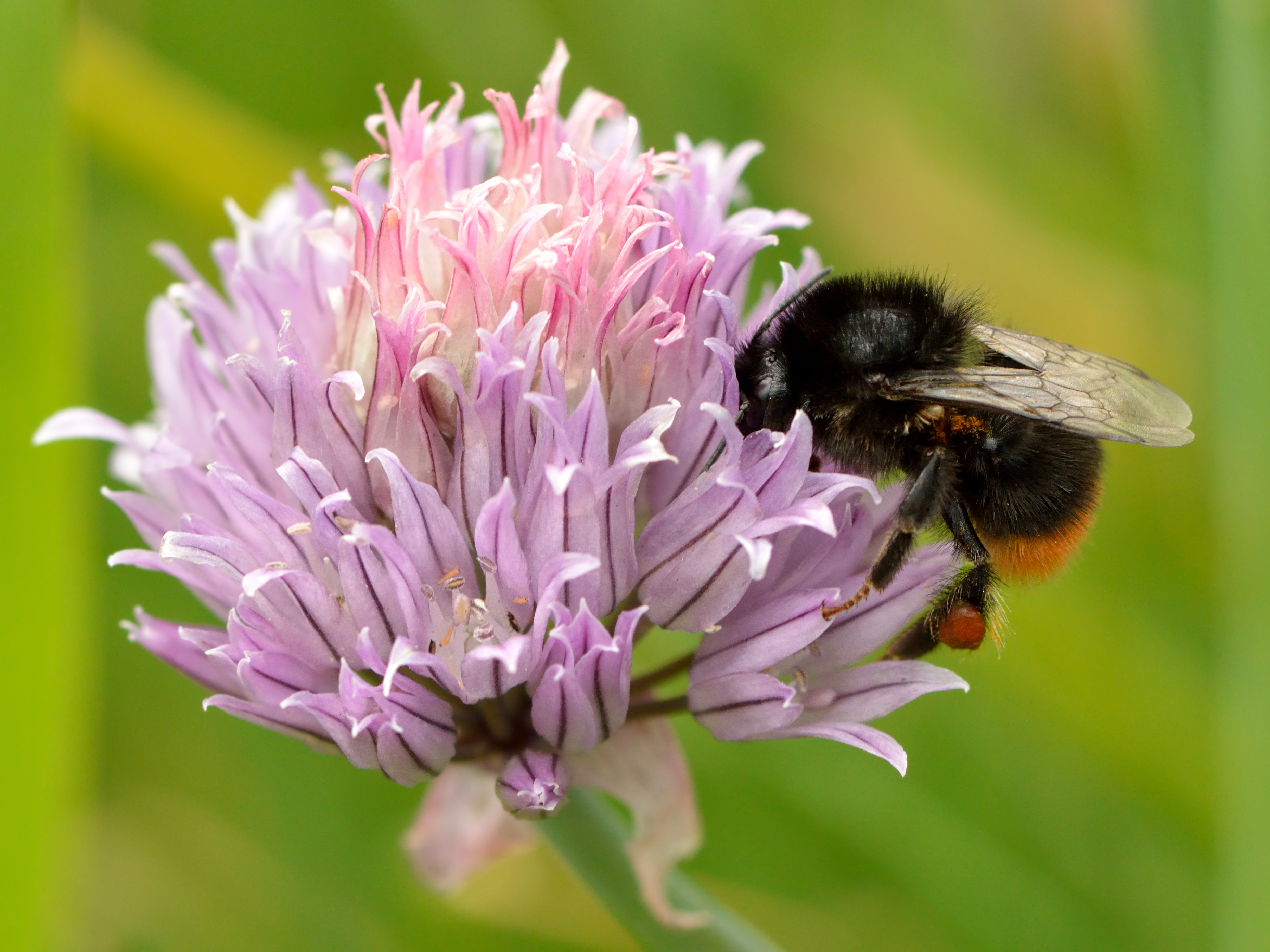 Chinese chives