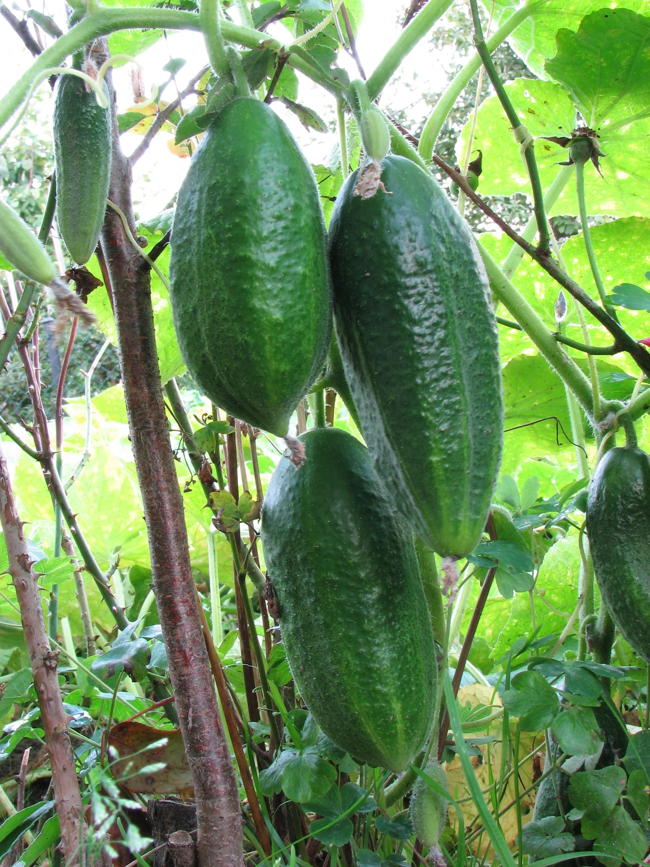 Asie Cucumber