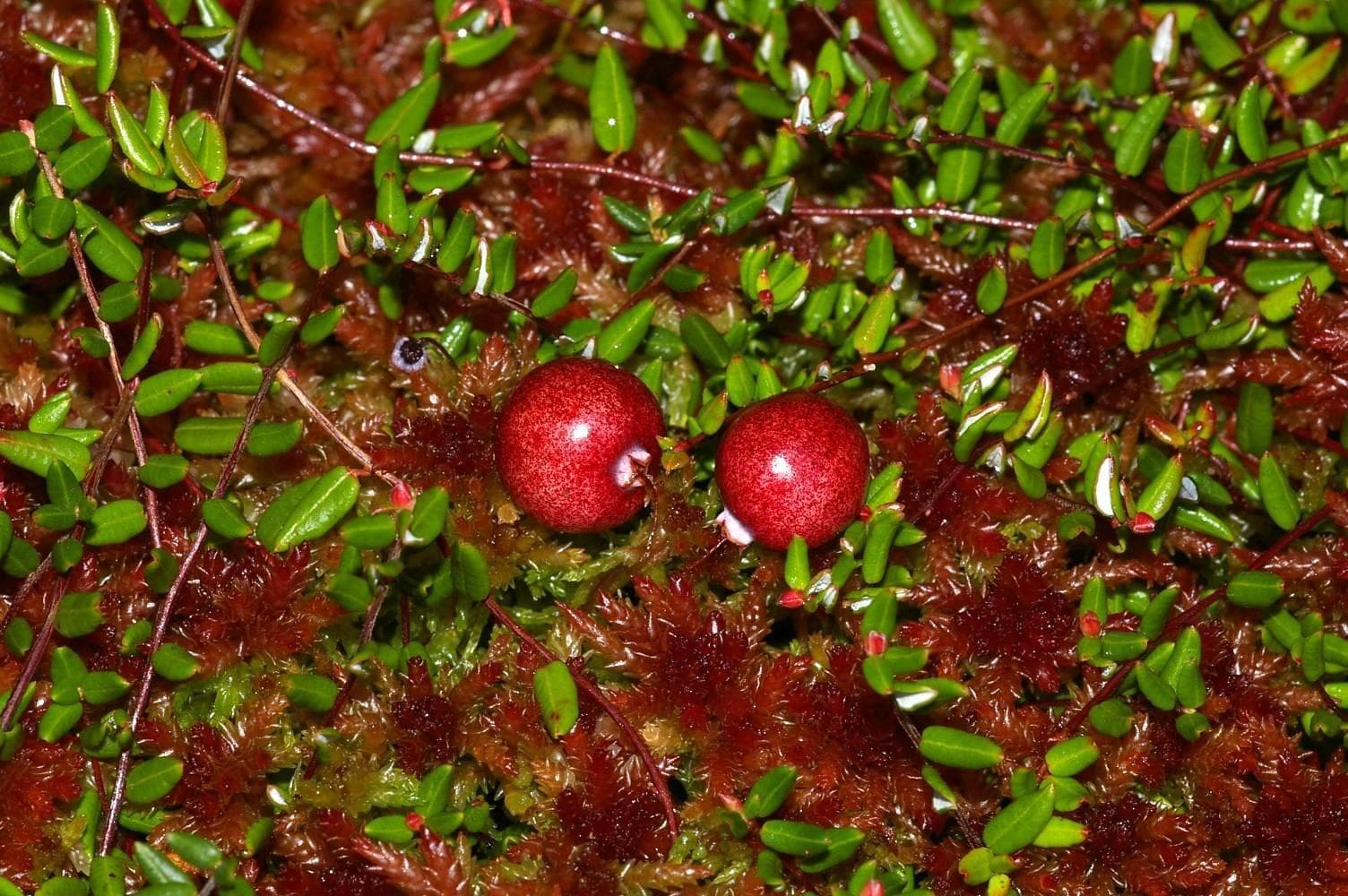 small cranberry