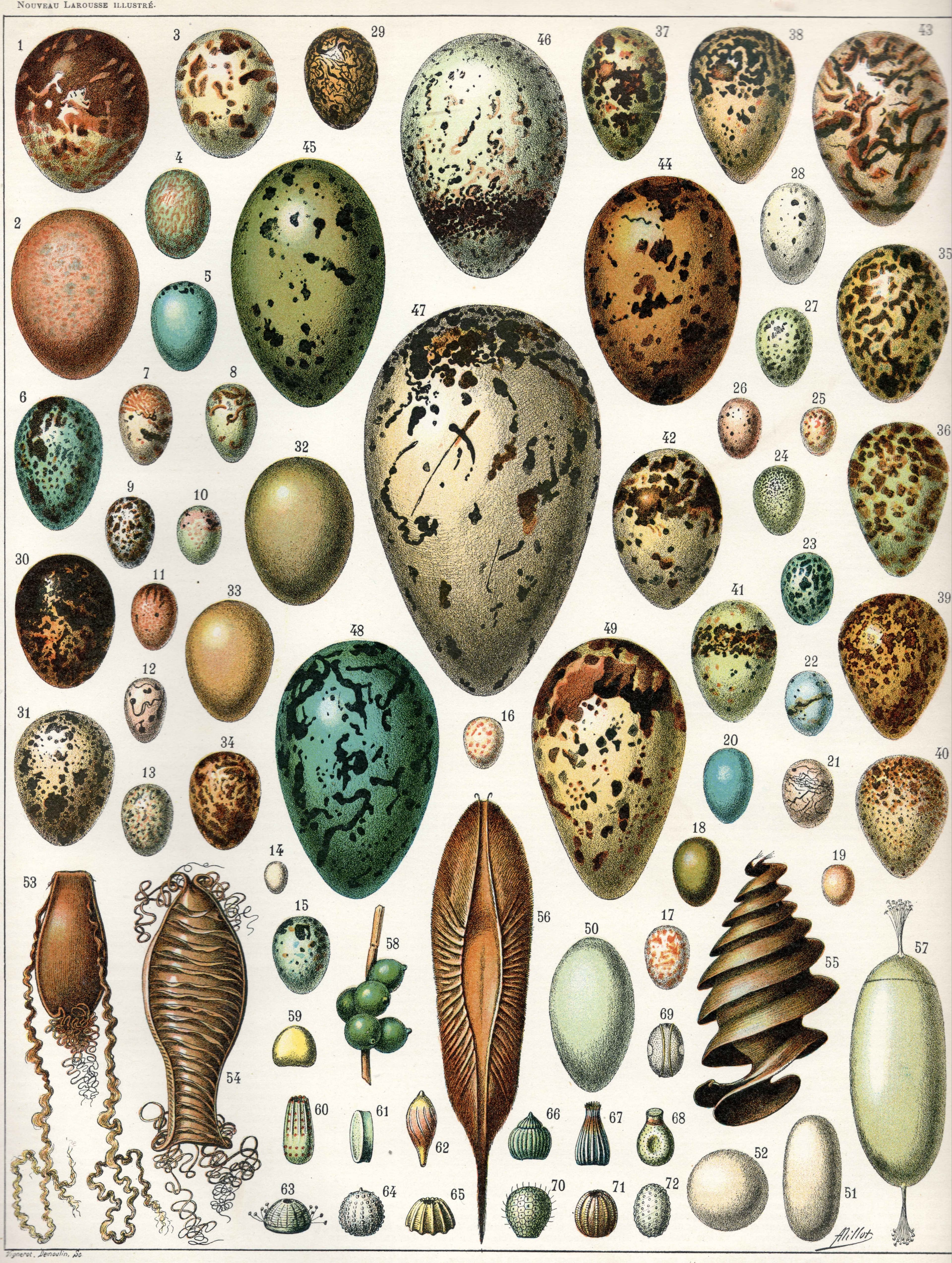 Egg, turkey, whole, fresh, raw